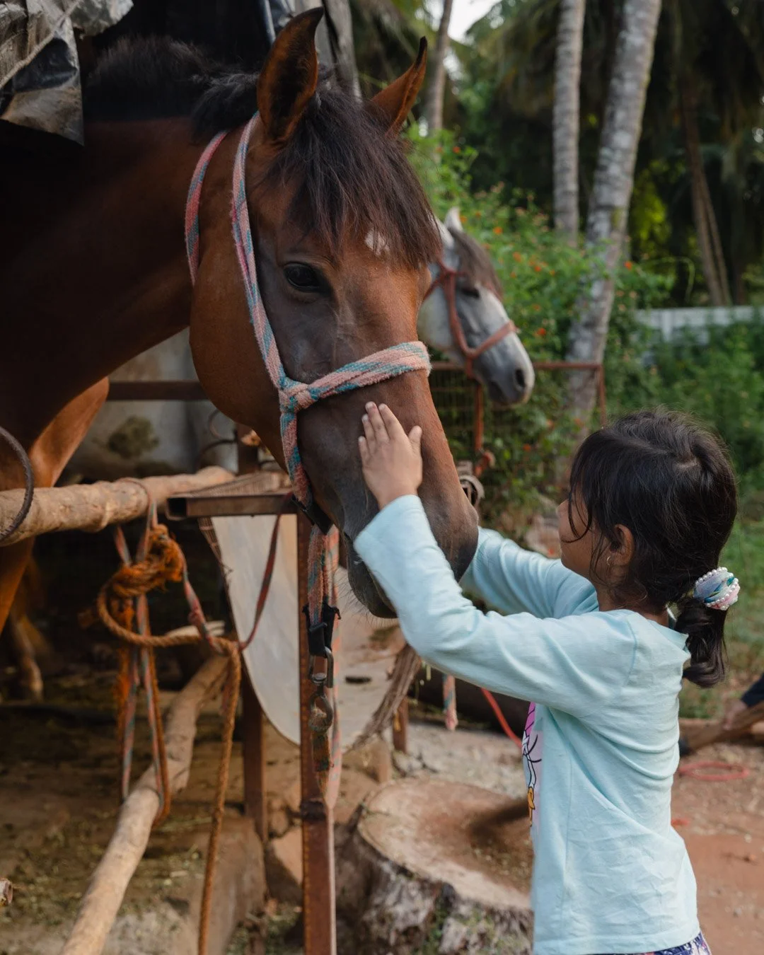 A young girl touches the nose of a brown horse with a colorful halter on a farm, with another gray horse in the background and trees.