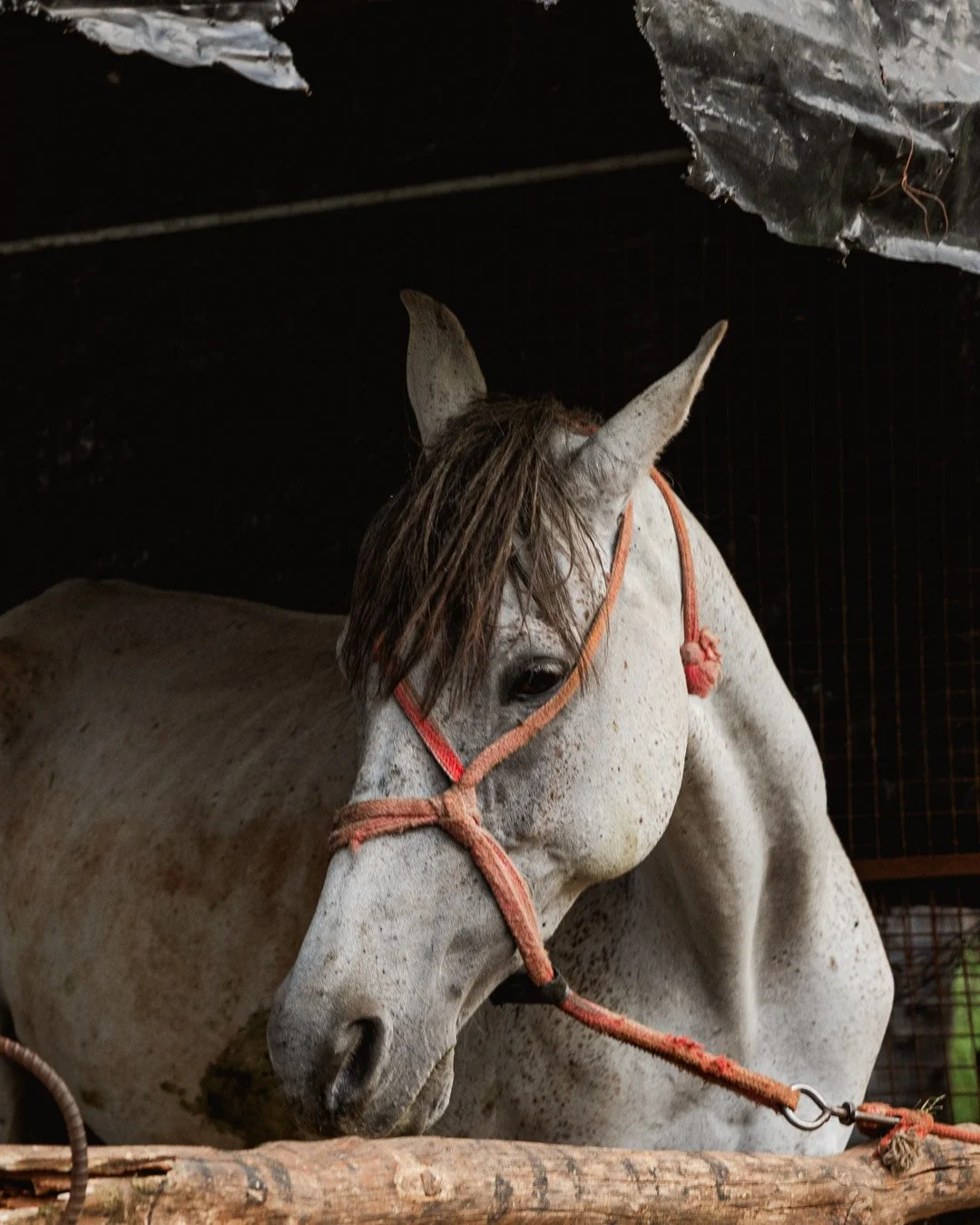 A white horse with gray spots resting its head on a wooden surface, wearing an orange halter, inside a dark stable.