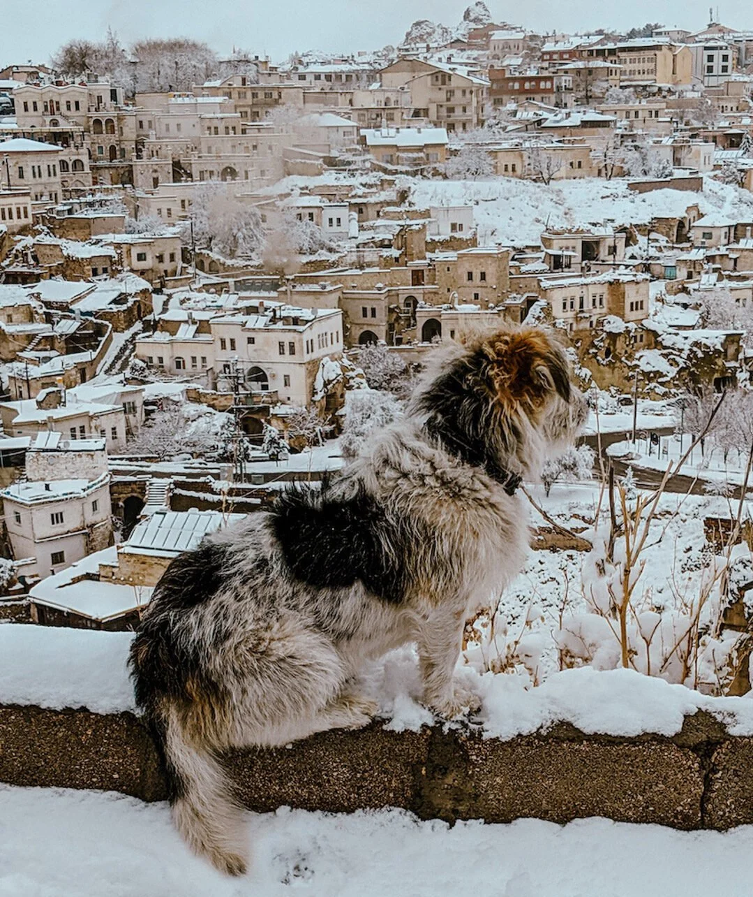 A dog sitting on a stone wall overlooking a snow-covered village with tightly packed houses and buildings on a hillside.