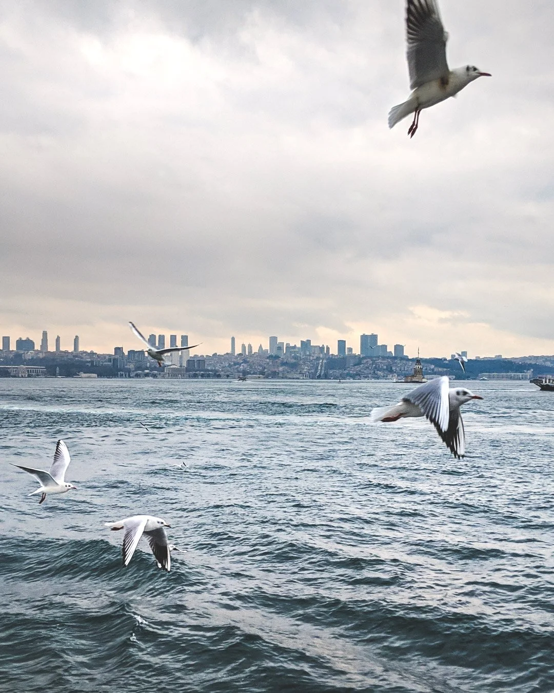 Seagulls flying over water with a city skyline in the background on a cloudy day.