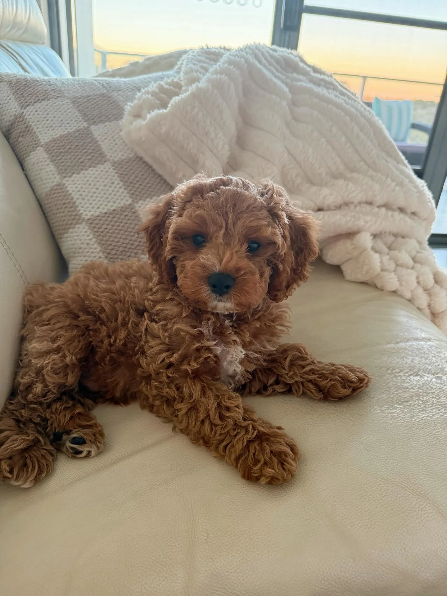 Our newest team member - Ocean 🥹🩵