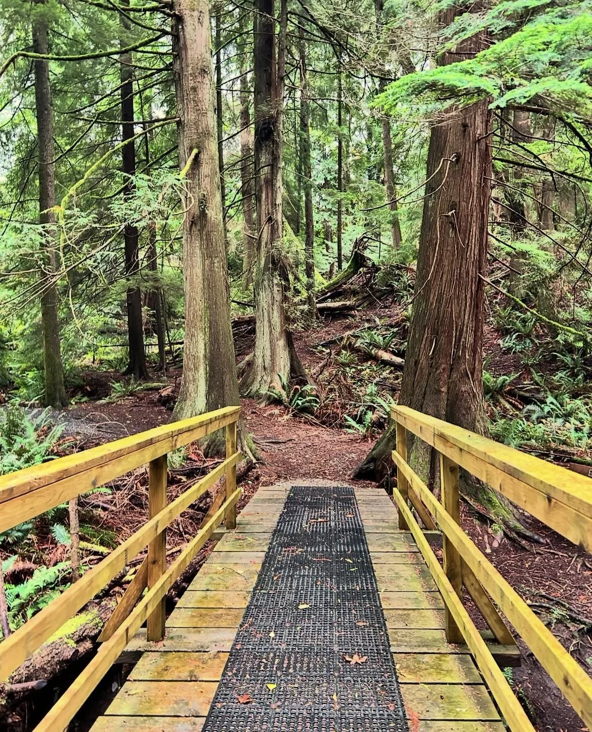 Wooden bridge with black rubber mat crossing through a dense forest filled with tall trees and green foliage. Bowen Island, Vancouver, British Columbia
