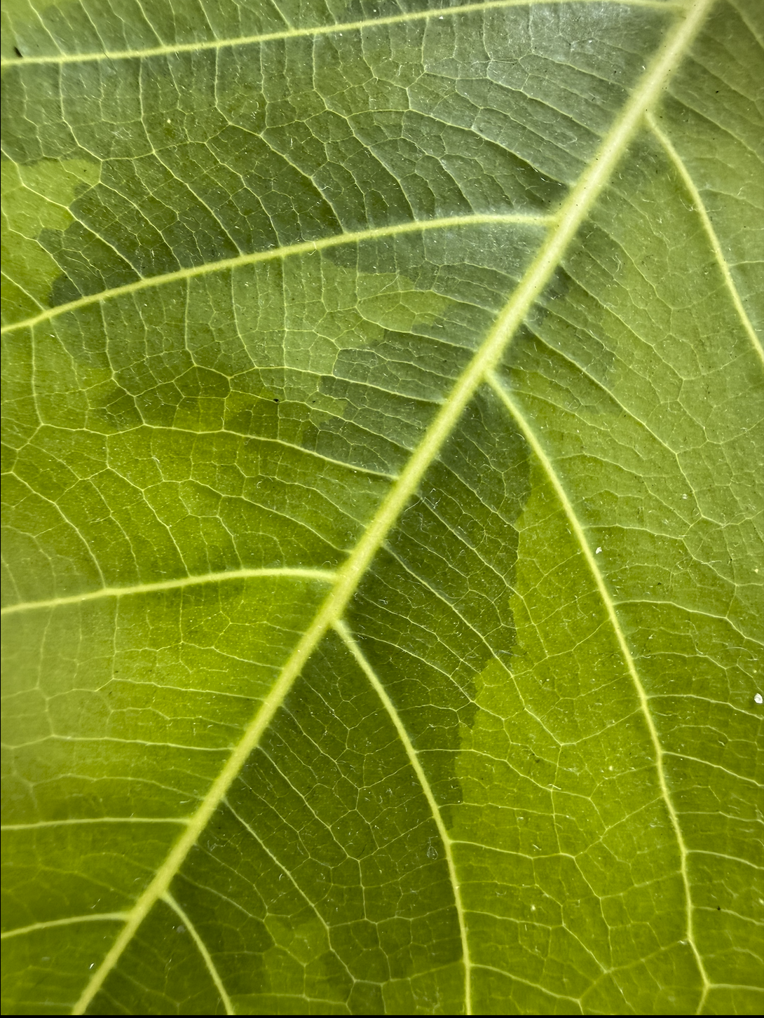 Plant Intuition + Care