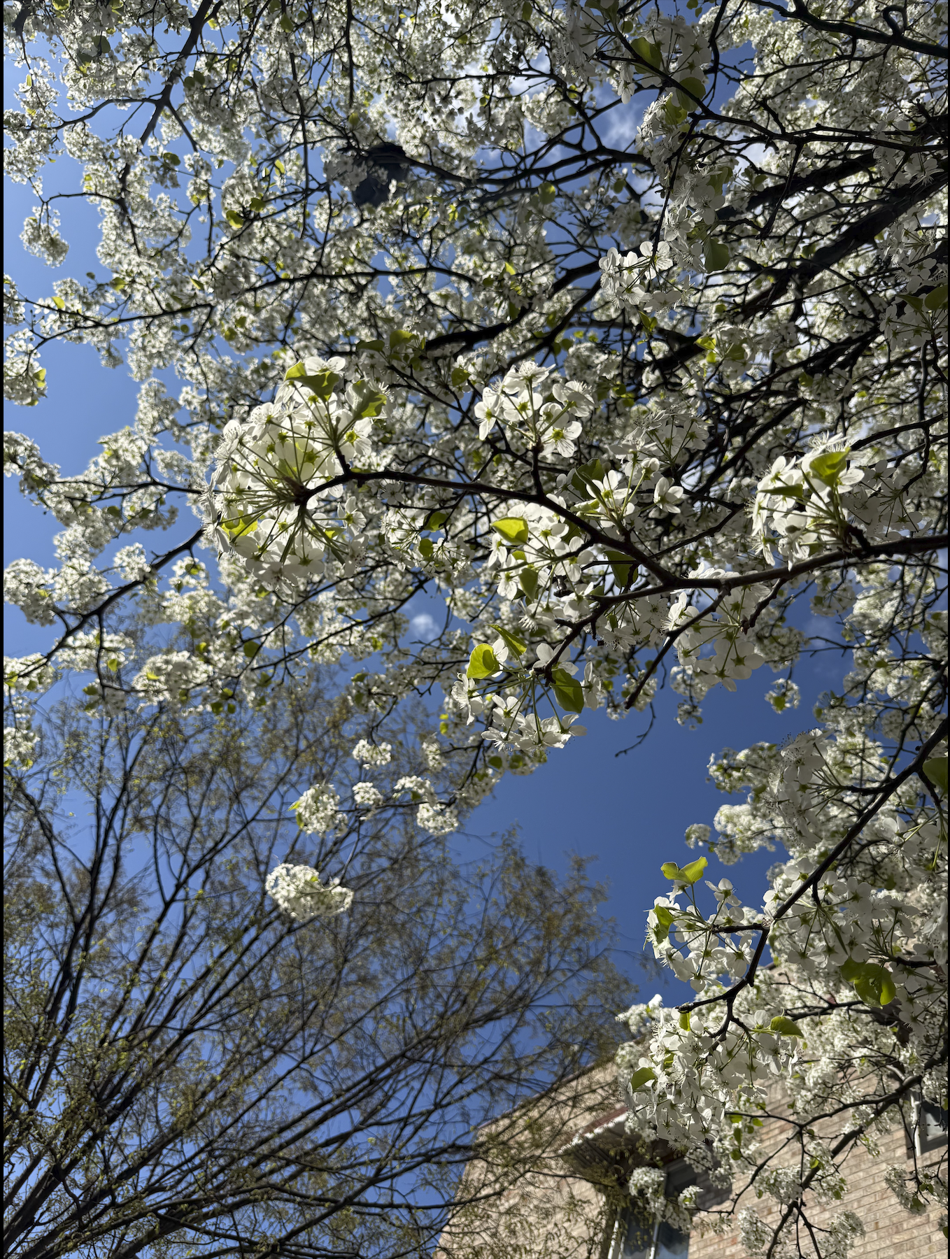 Screenshot 2026-04-21 at 12.51.45 PM.png