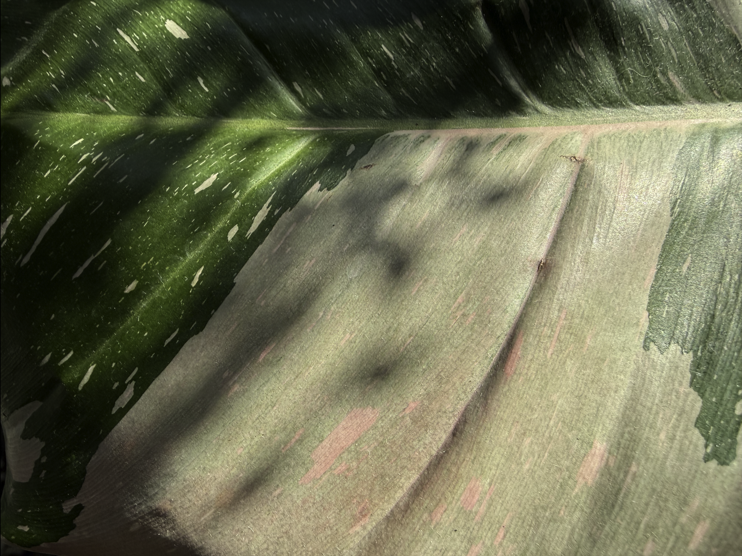 Close-up of a large green and pink variegated leaf with prominent veins and some damaged areas.