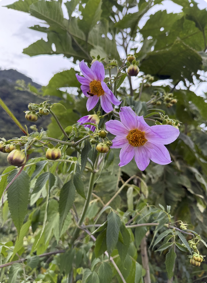 Cosmo Dahlias, a pink daisy-like flower on green leafy plant, with buds and a blurred background of mountain and sky.