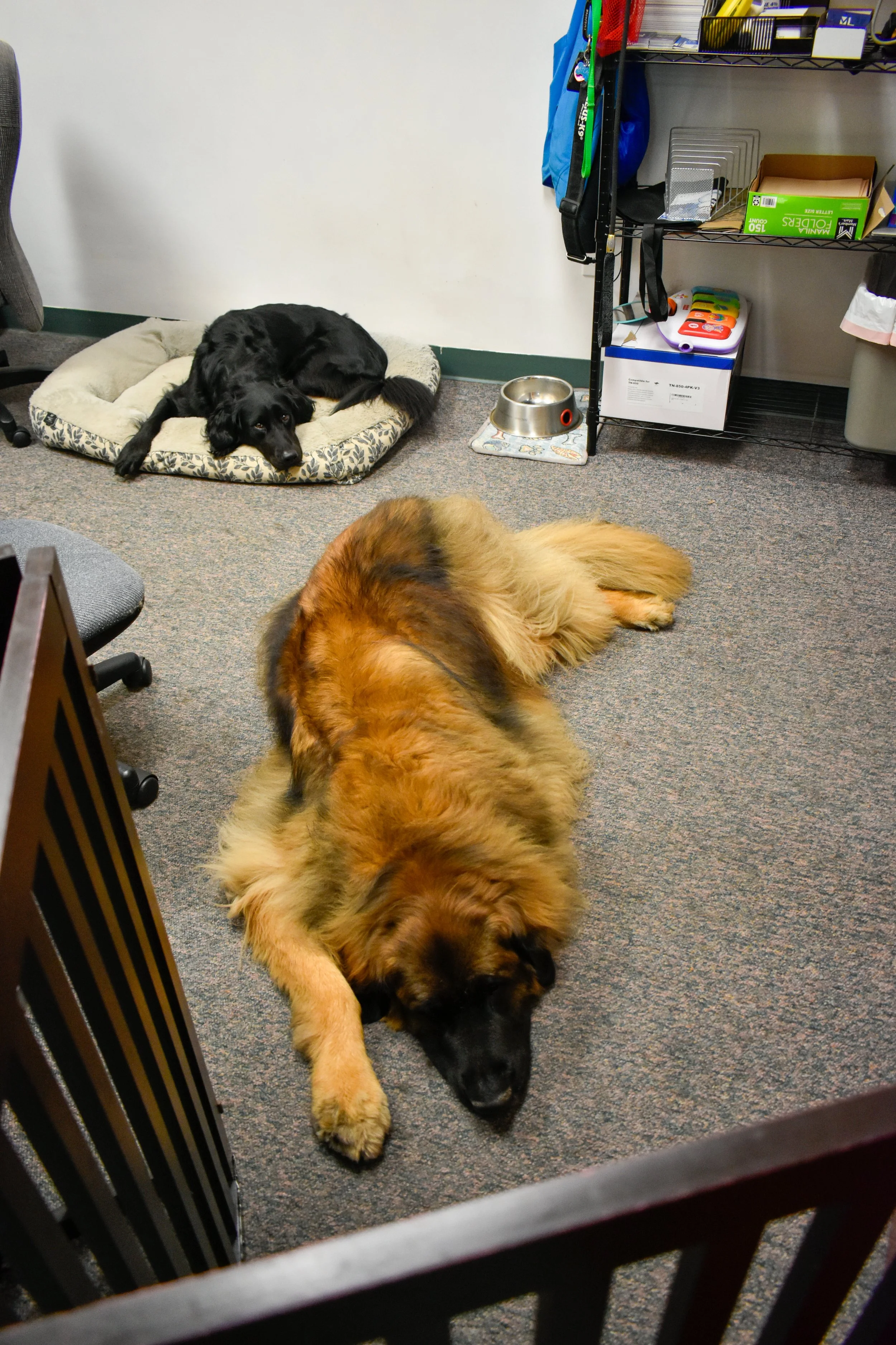 Two dogs resting in an office room: a black dog lying on a dog bed with a patterned border, and a larger, fluffy, brown and black dog lying on the carpeted floor.