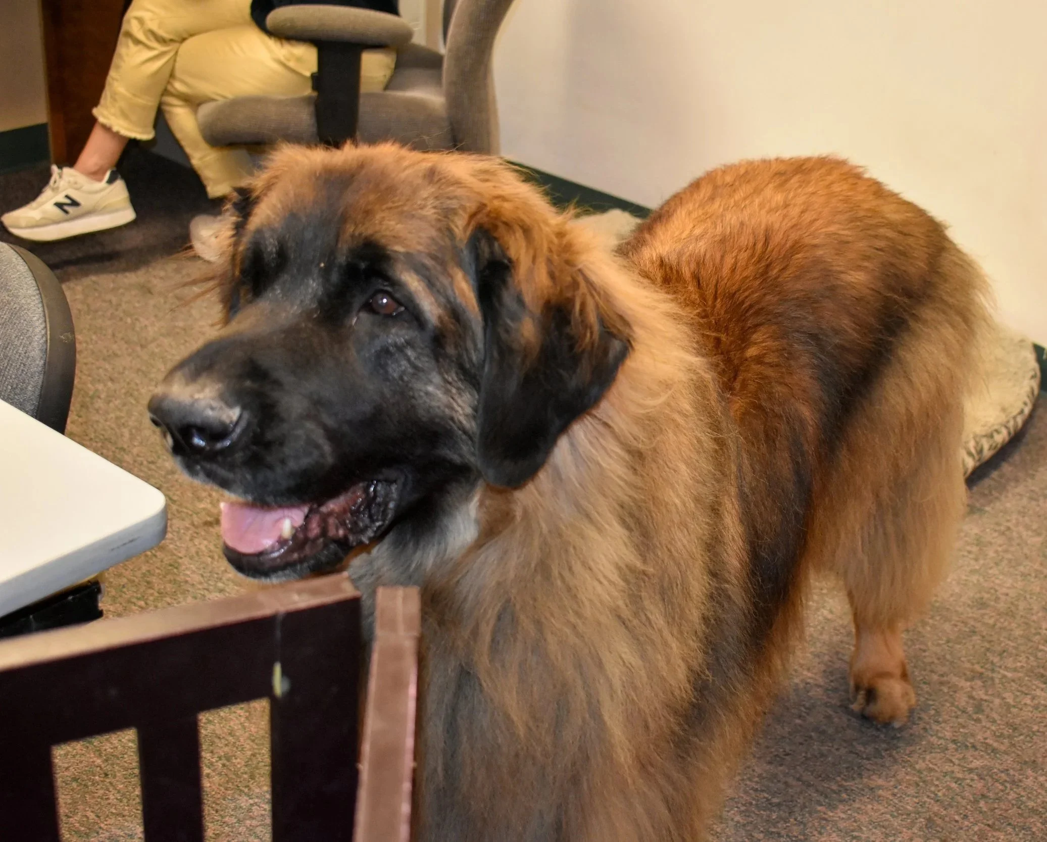 A large, fluffy, brown and black dog standing indoors, with a person in yellow pants and sneakers sitting in the background.