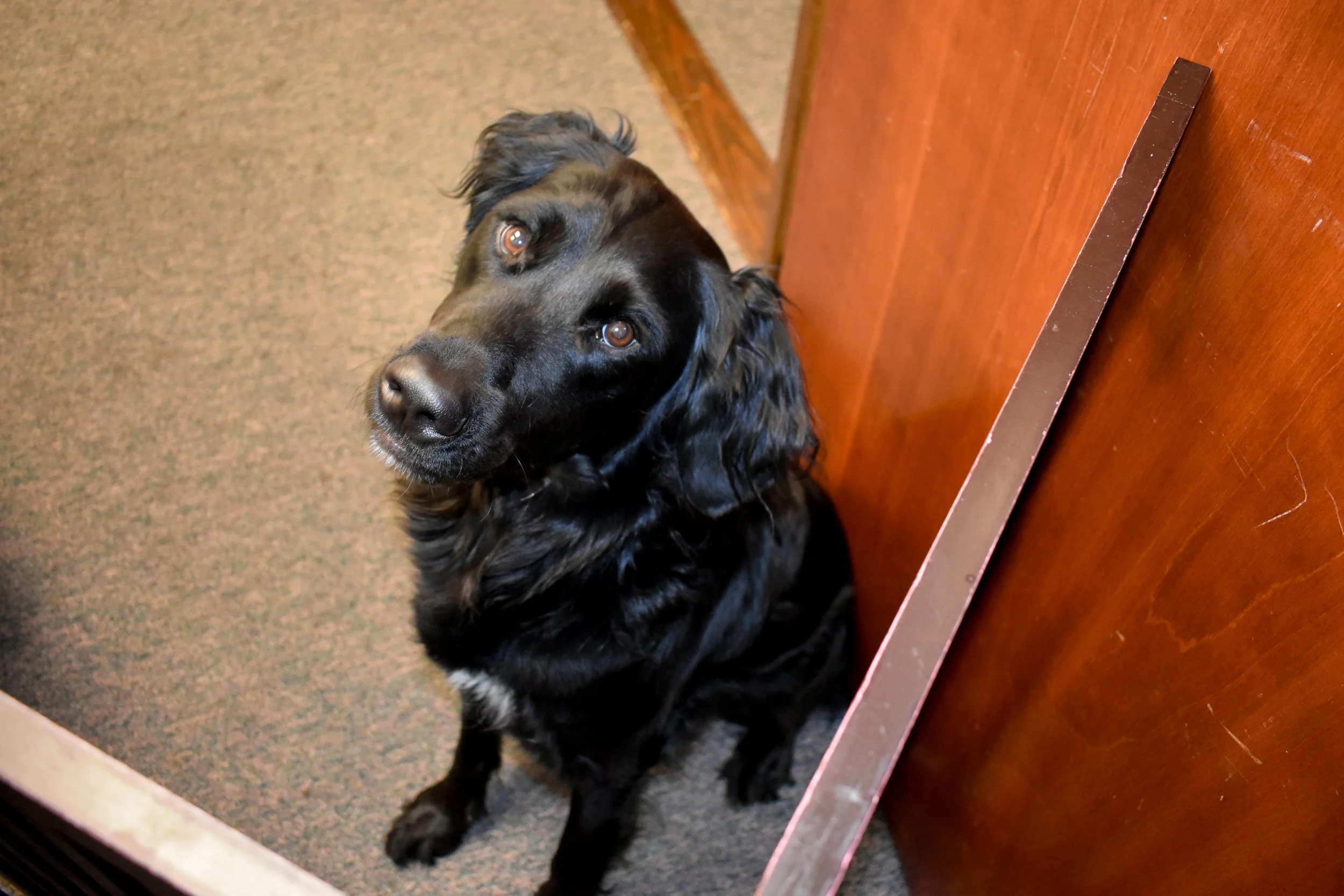 Black dog with shiny eyes and floppy ears sitting on a carpeted floor next to a wooden door.