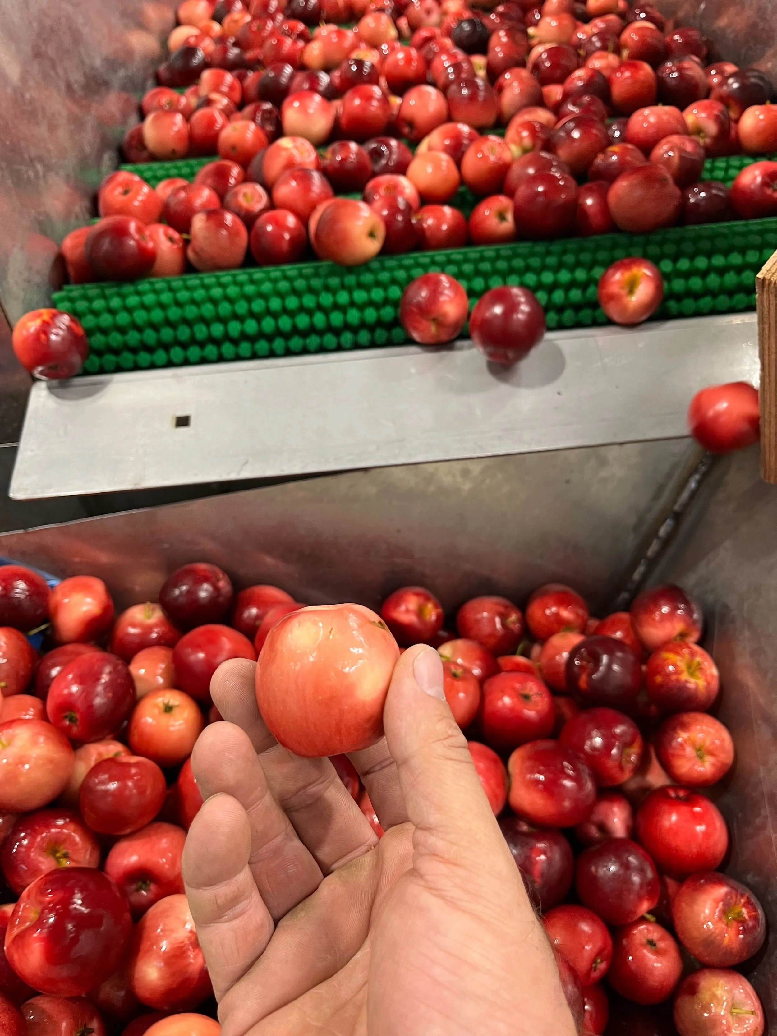 Apples going up a cider elevator