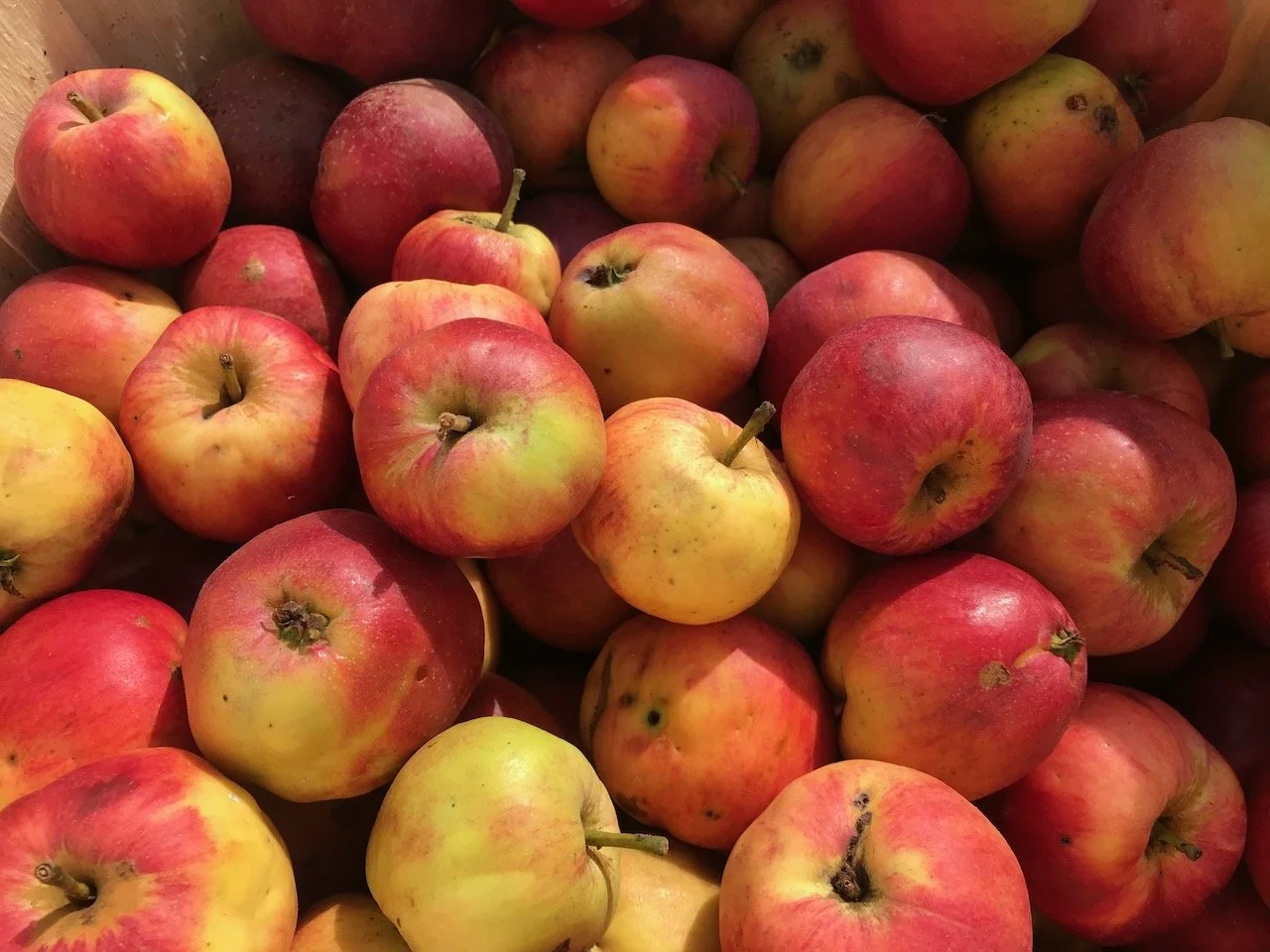 Ontario Cider Apples