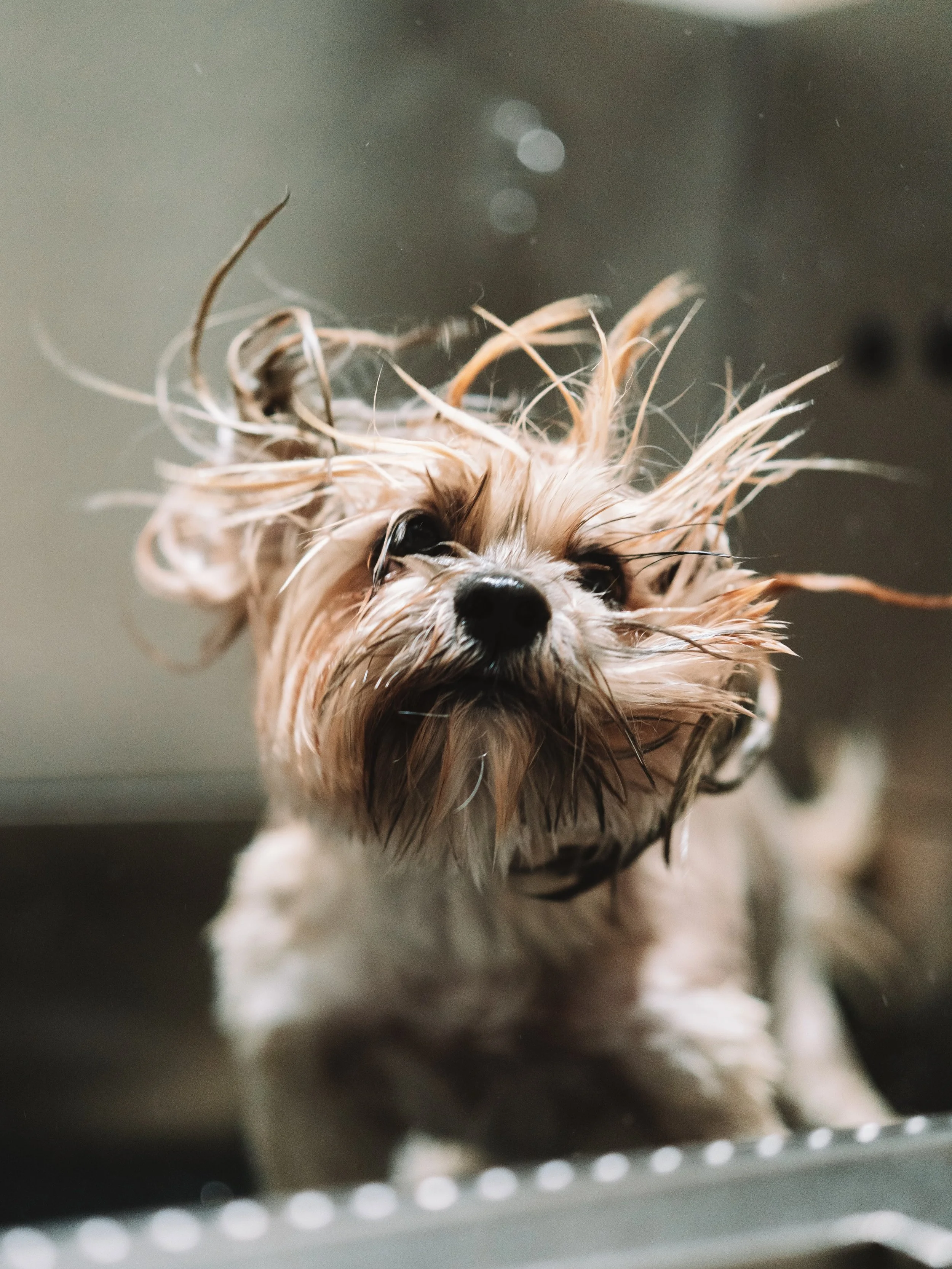 Did someone say bath time? 🫧

Because at W.A.G.S, spa days are kind of our thing 🤍

#doggrooming #dogsofnoosa #doggroomingnoosa #doggroomers
