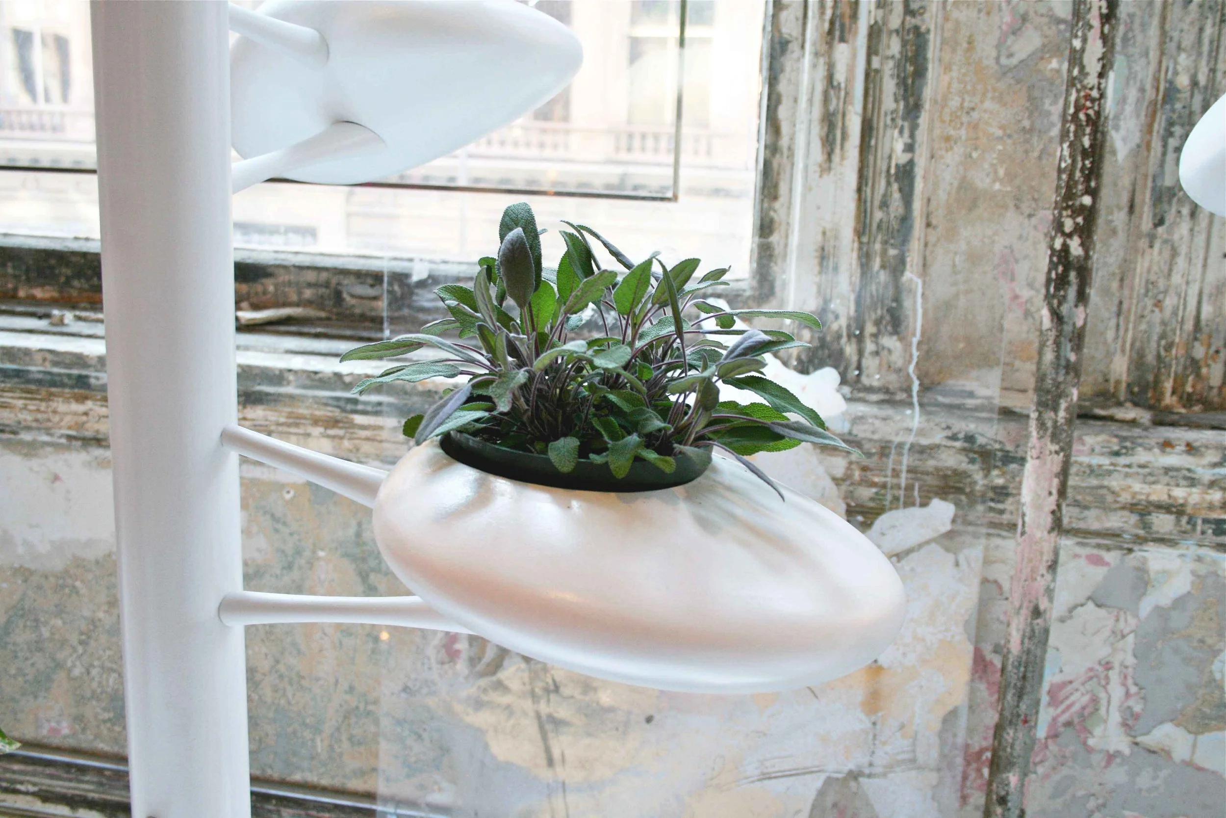 ABC Home Vertical Gardens Danielle Trofe