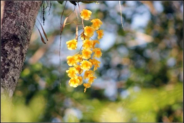 An image of vining yellow hanging flowers in focus in the foregrounds, against a sunlit forest background that is blurry