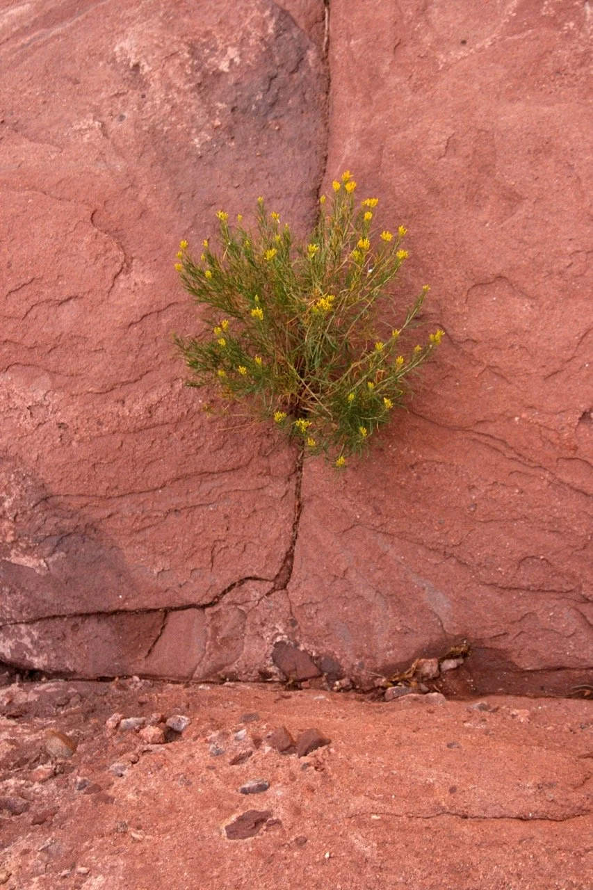 A small yellow-flowered plant growing in a crack of red rock or stone wall.