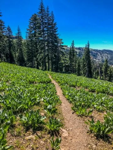 Trail runner descending a mountain path in North Lake Tahoe - knee pain prevention