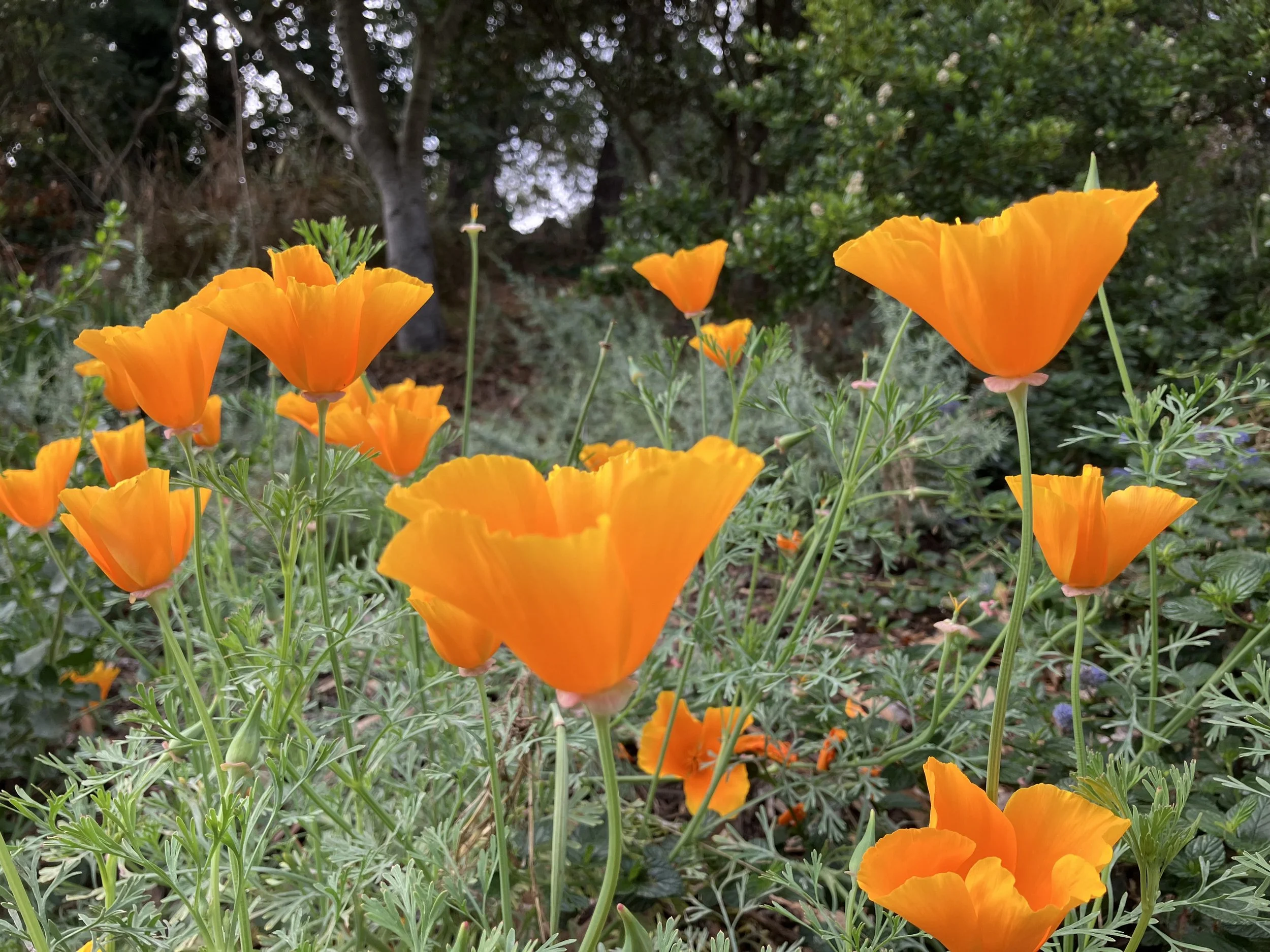 So many ways to volunteer in Golden Gate Park