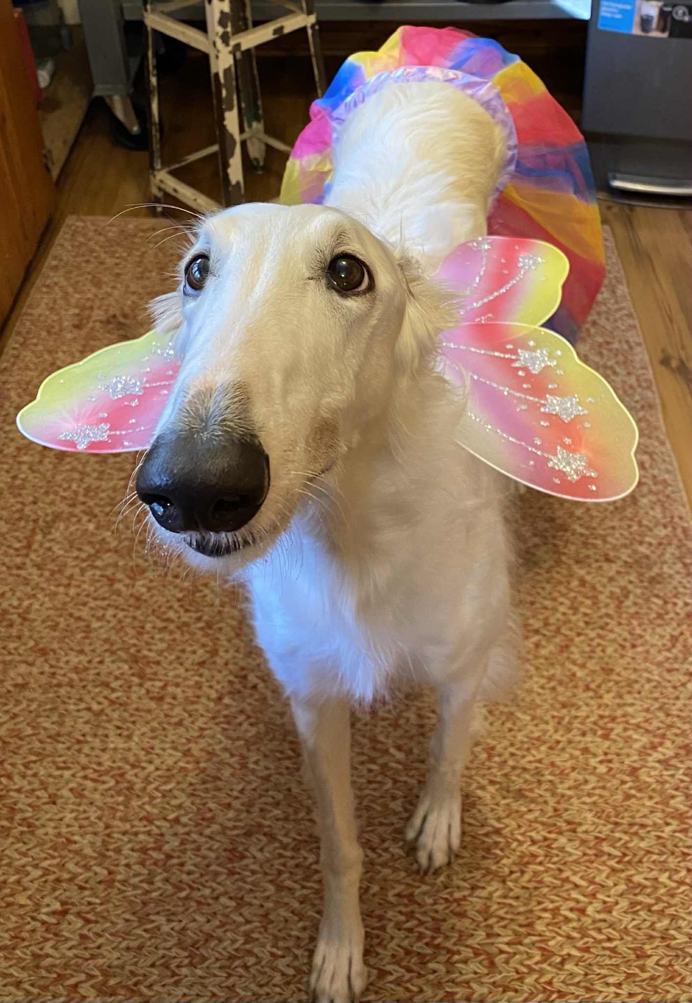 Light-colored Borzoi standing indoors on a patterned rug, wearing butterfly wings and a colorful costume.