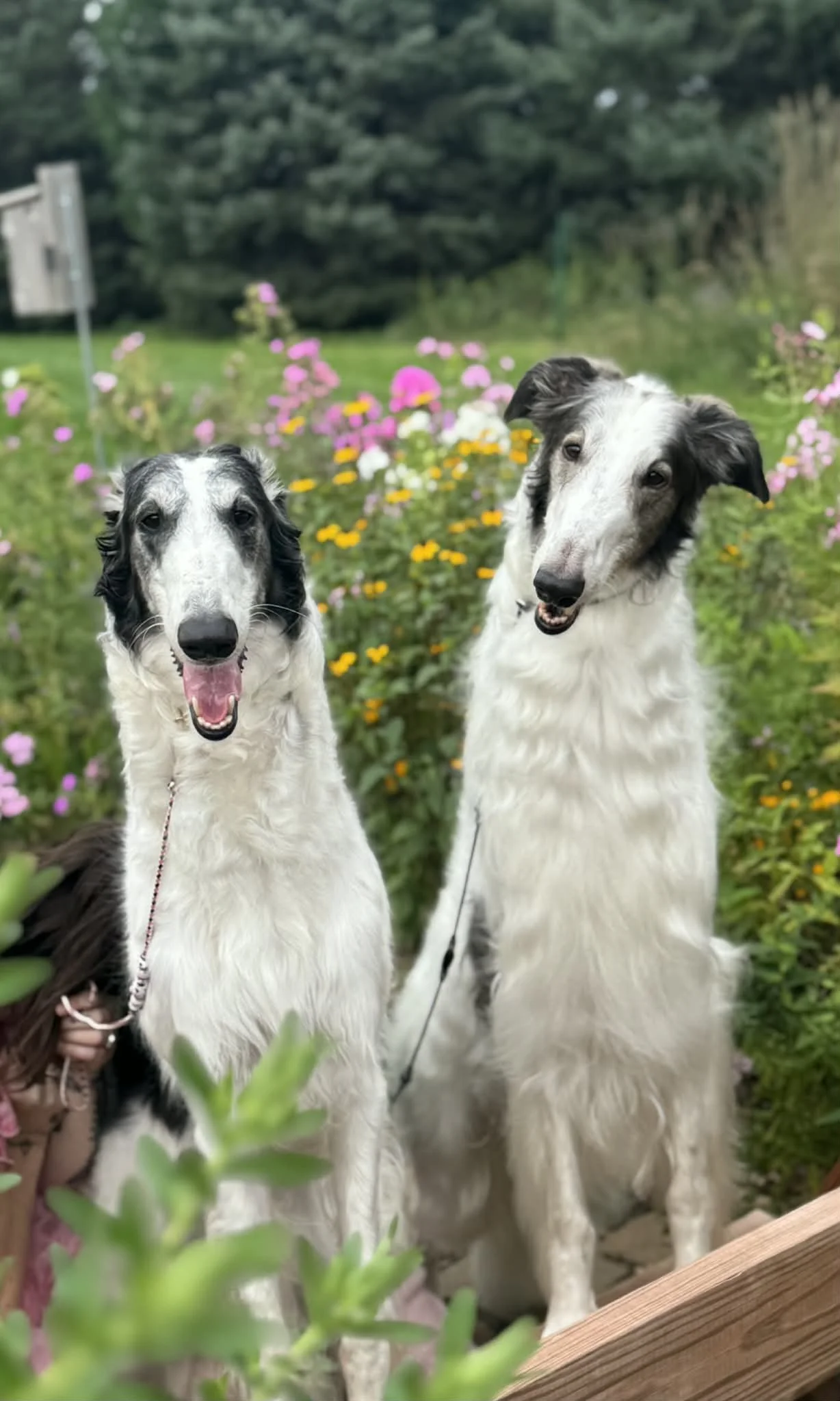 Two Borzoi sitting together in a garden with blooming flowers, photographed outdoors in natural light.