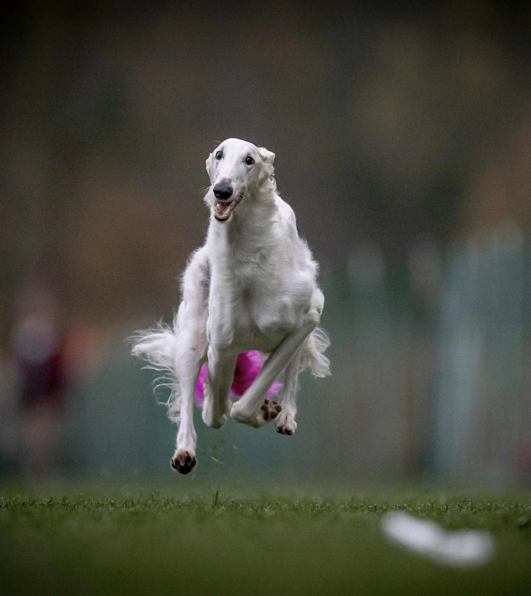 White Borzoi running across a grassy field, captured mid-stride with ears back and body extended in motion.