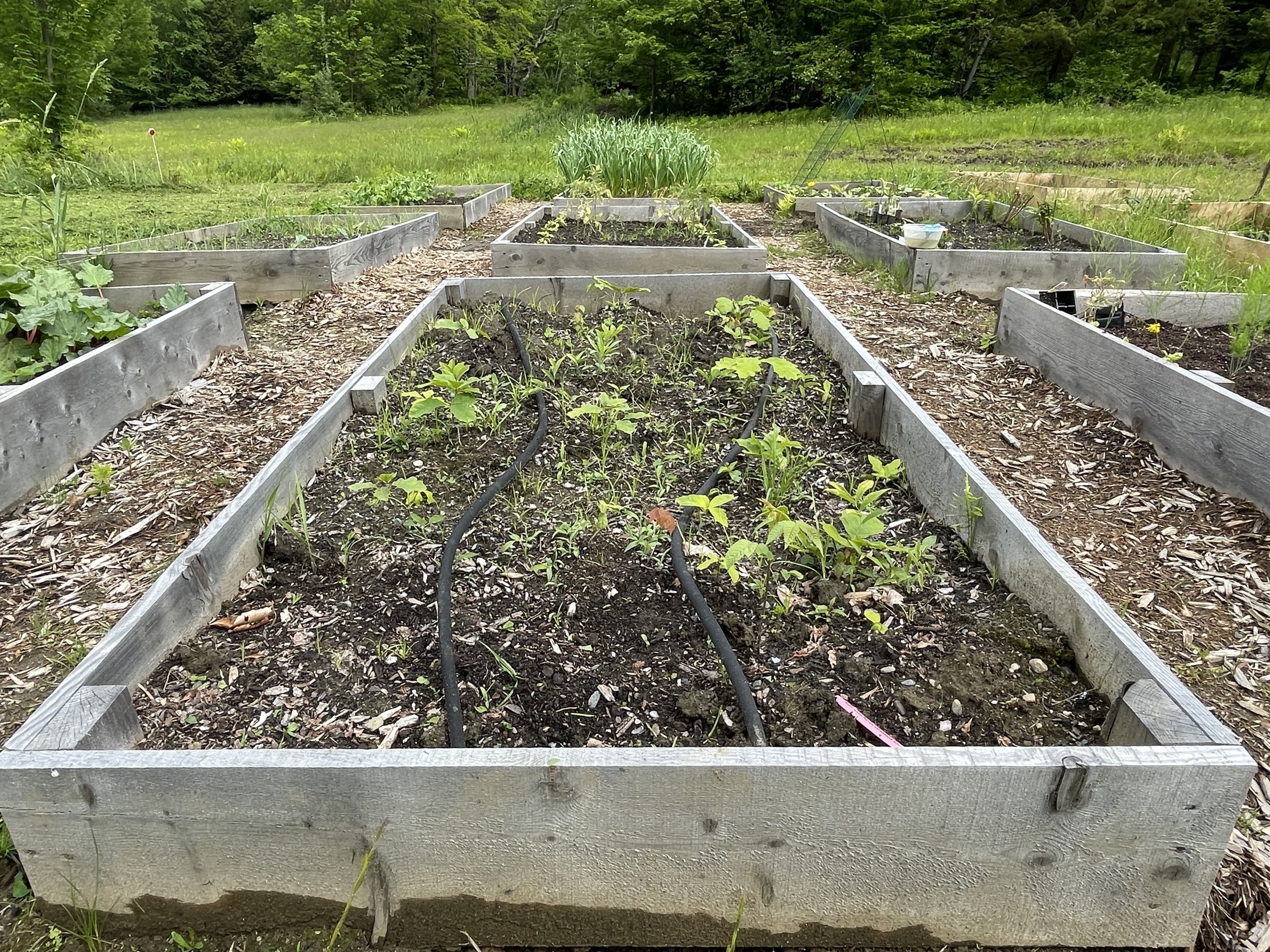 In Ground Drip Irrigation System