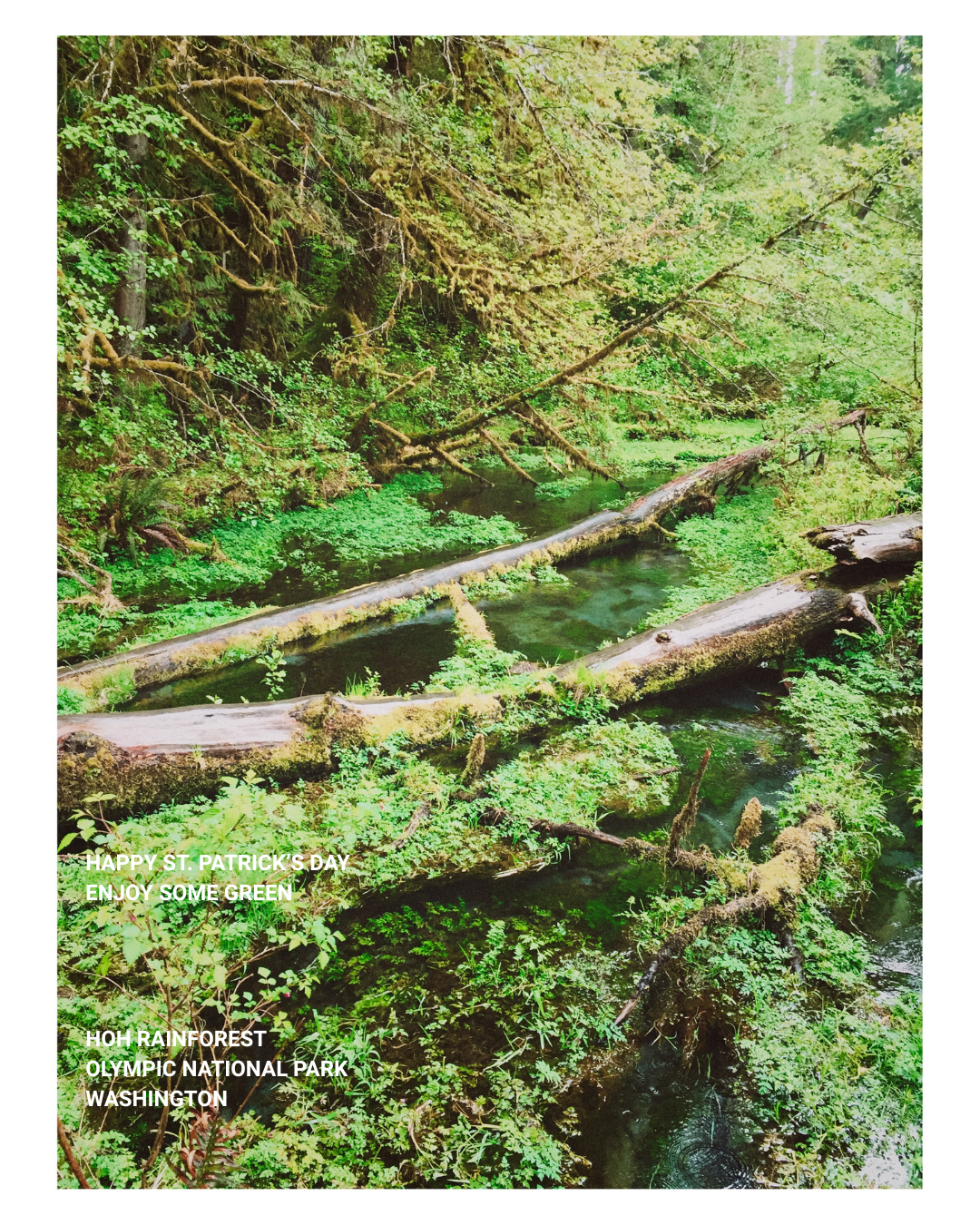 A lush, green rainforest scene in Olympic National Park, Washington, featuring fallen logs over a small stream with dense foliage and moss-covered trees.