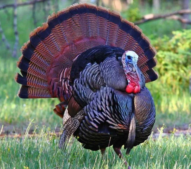 A wild turkey standing on grass with its tail fanned out and head turned to the side.
