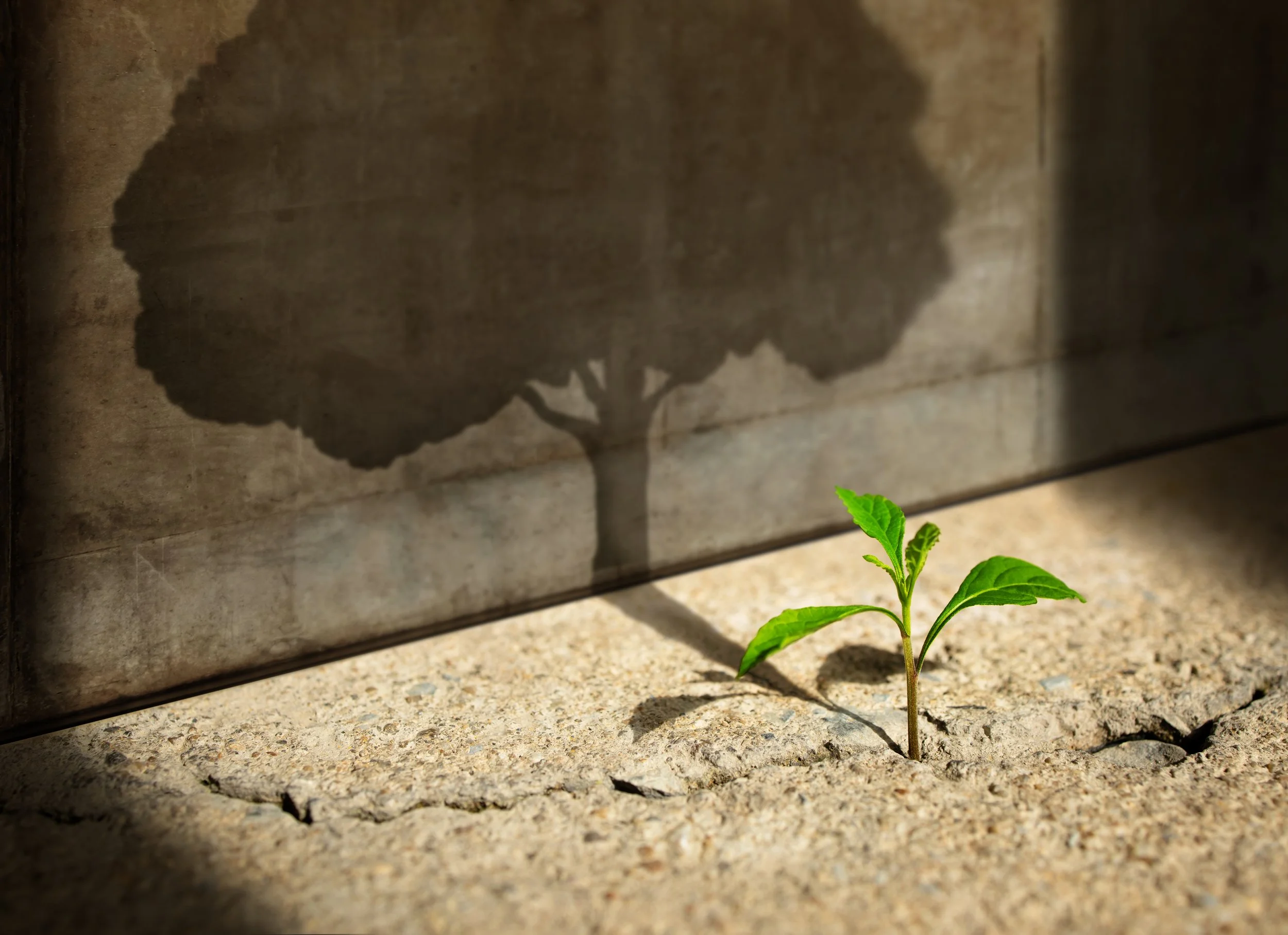 Shows a sapling growing out of a crack in pavement. The shadow cast on the wall is a full grown tree