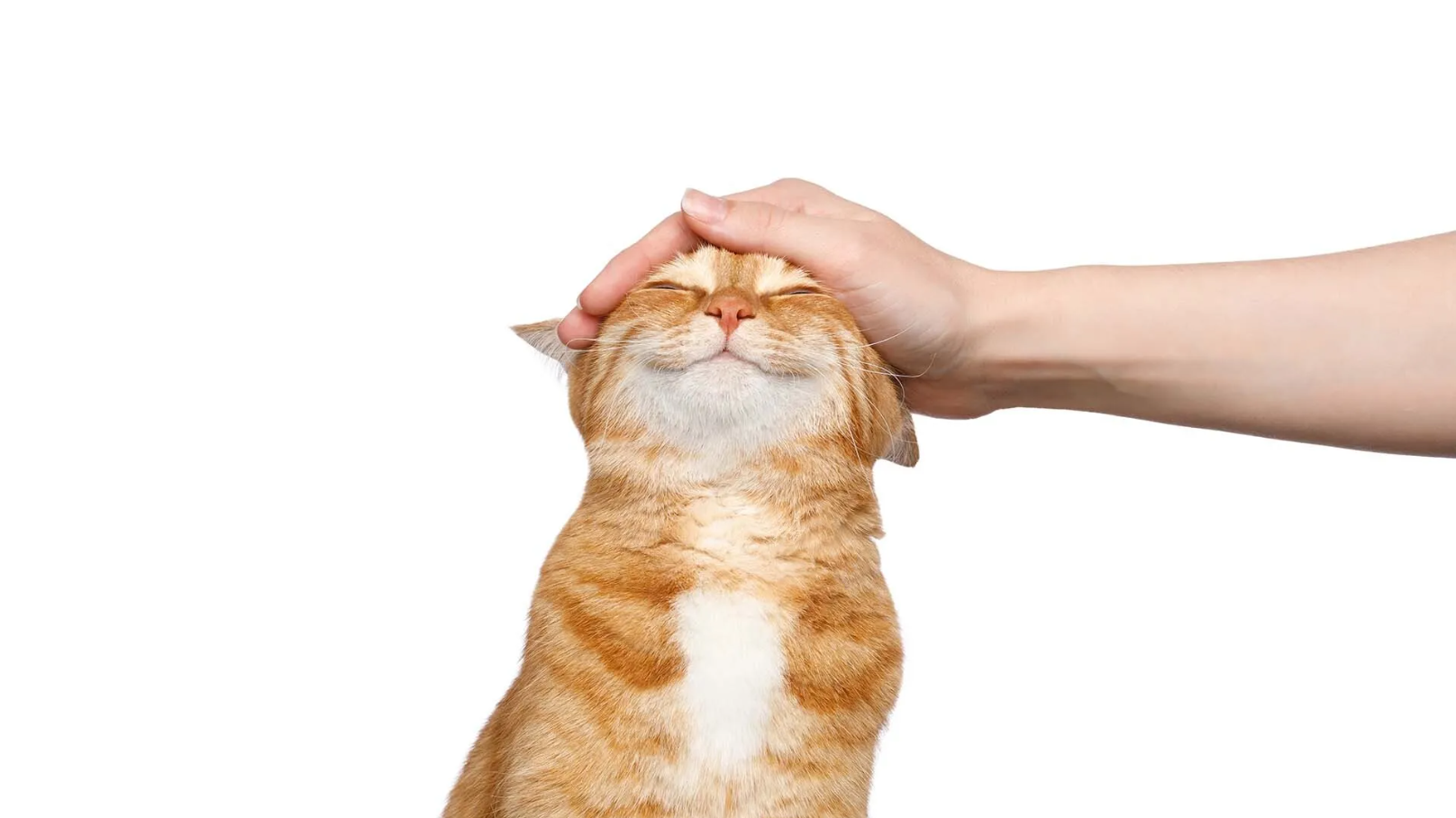 Is Pet Insurance Worth It?