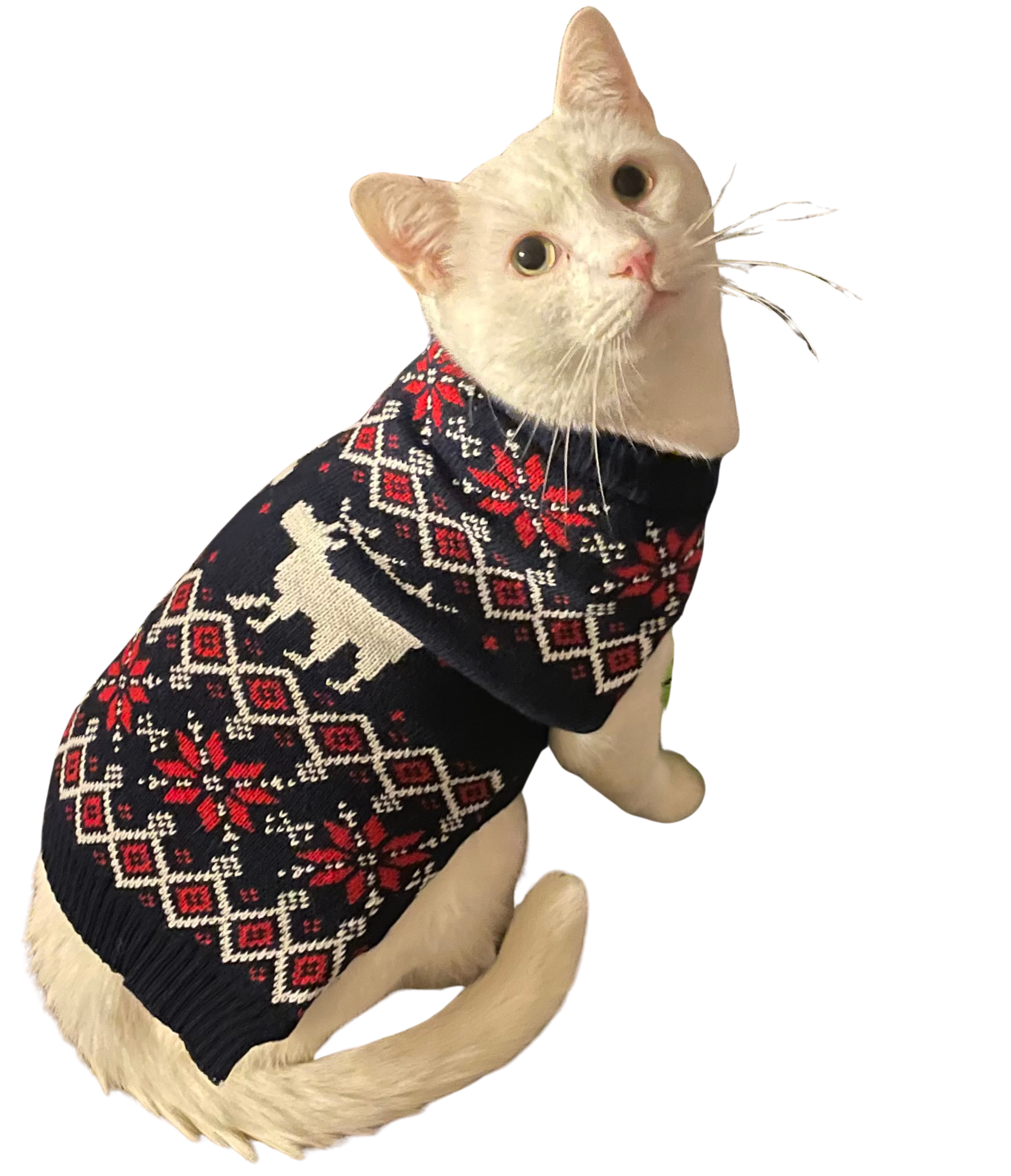 A cream-colored cat wearing a knit sweater with a red, white, and gray snowflake pattern poses for the camera.