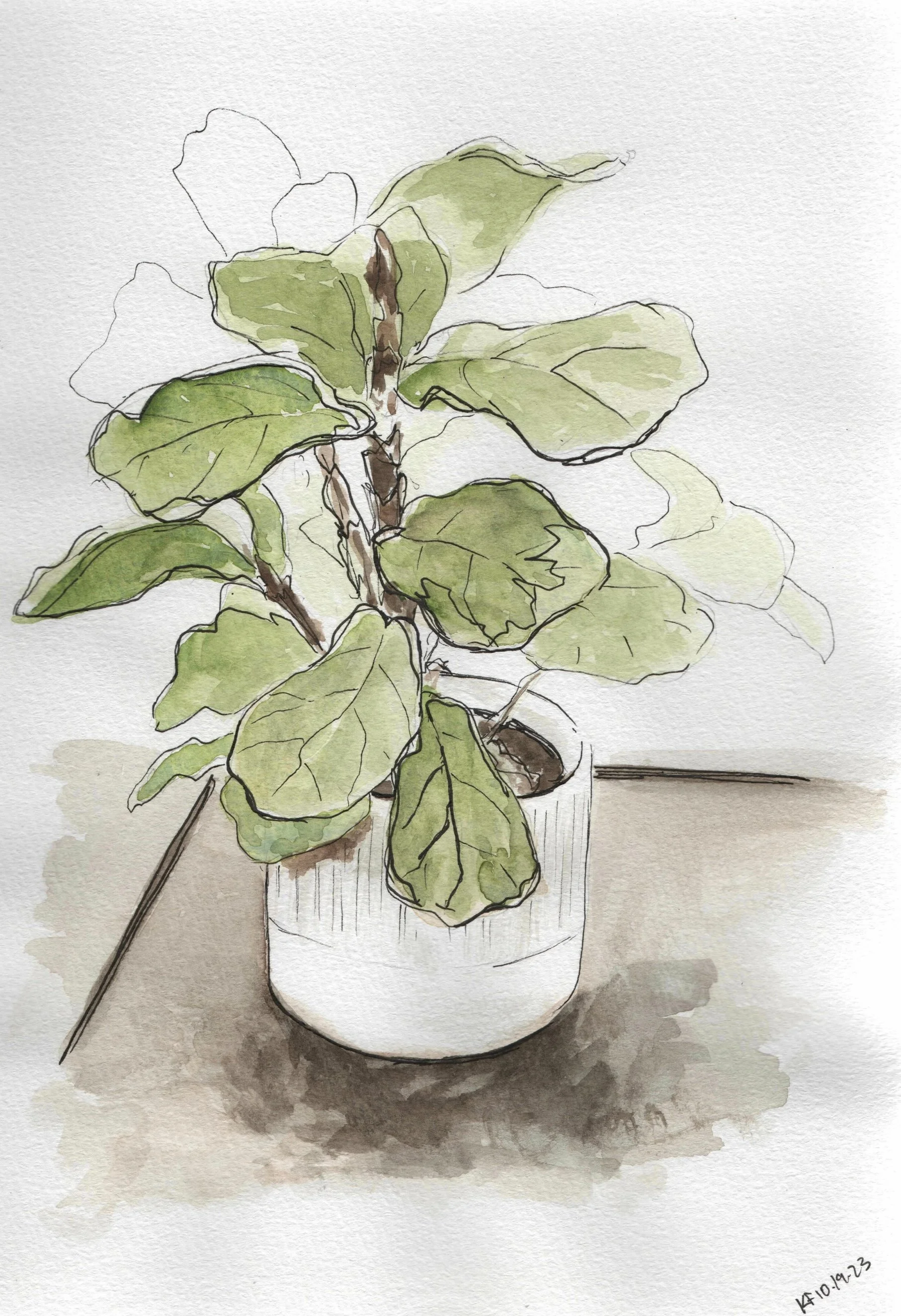 Ficus-2 (dragged).jpg