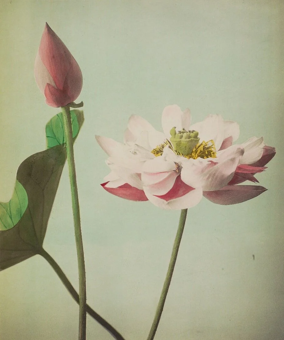 kazumasaogawa_somejapaneseflowers.jpg