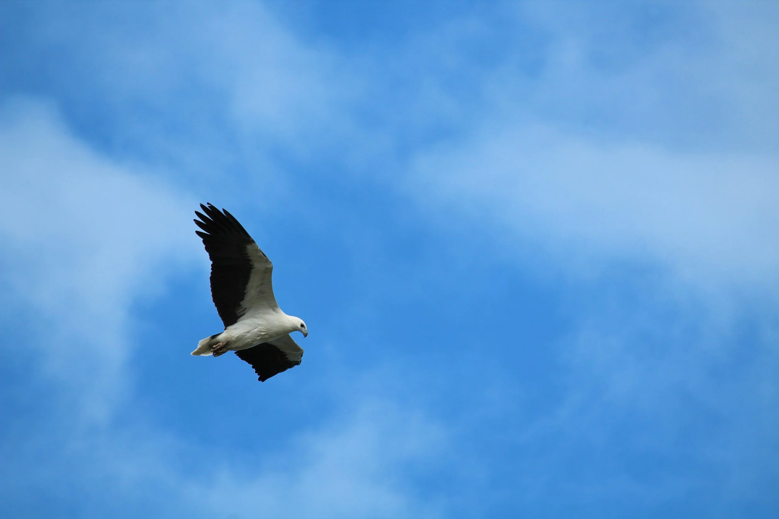 Seagull flying in blue sky with wispy clouds