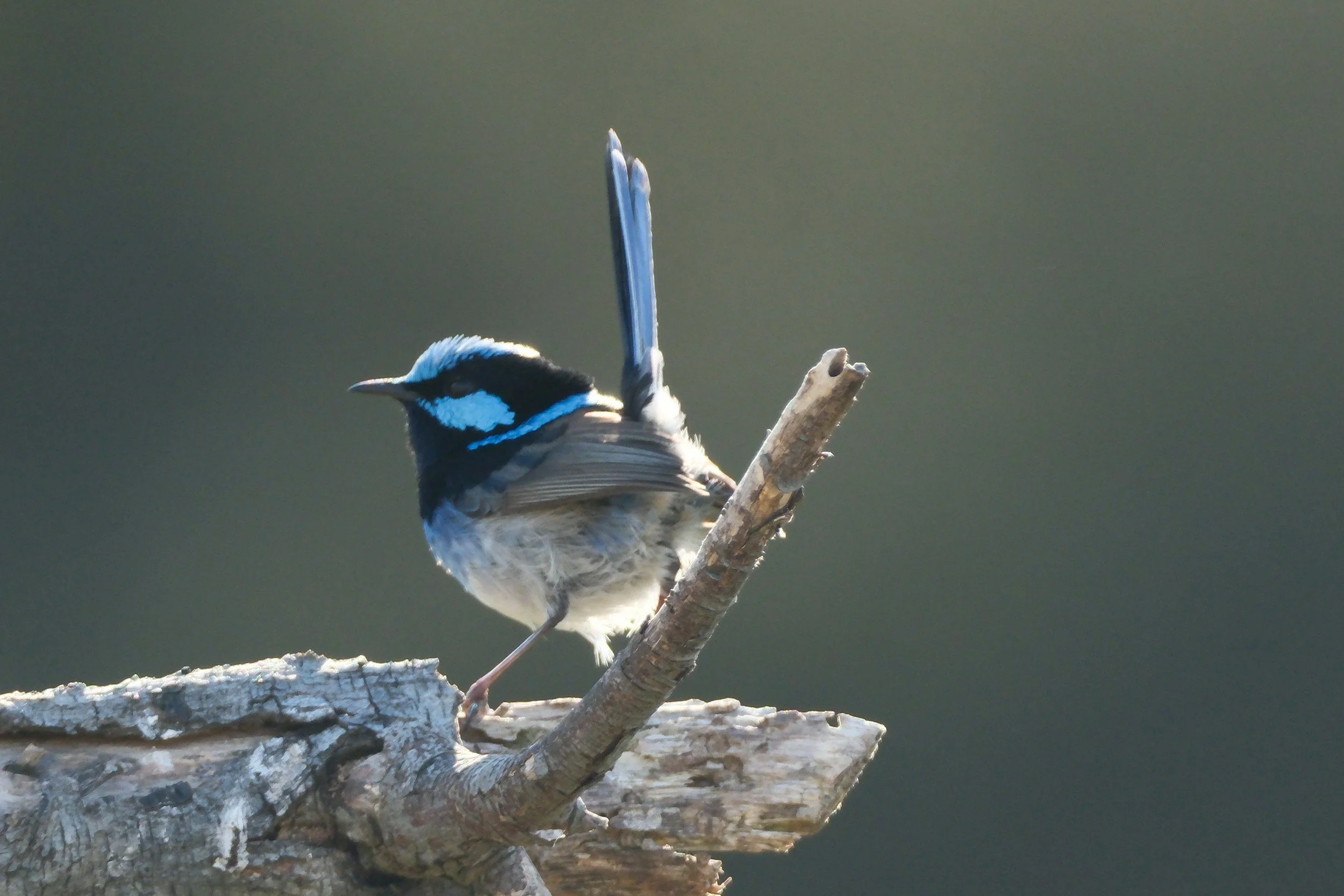 A small bird with black, white, and blue feathers perched on a weathered tree branch against a dark, blurred background.