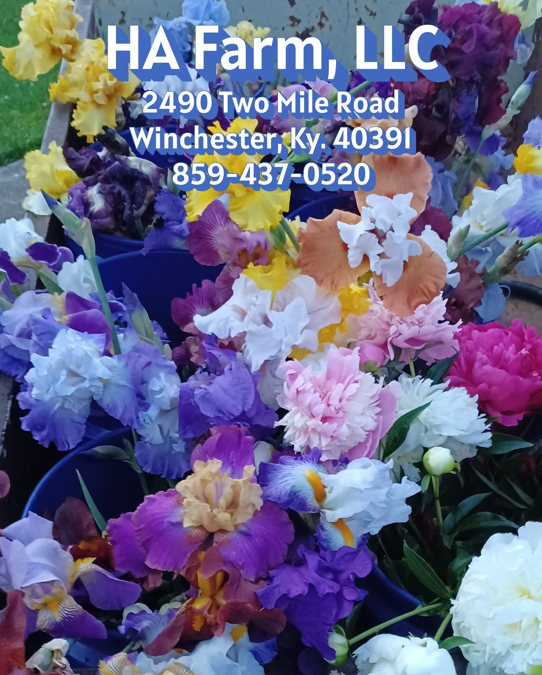 Logo for Winchester Clark County Farmers Market featuring farm-themed illustrations, the text 'Fresh & Local', established in 1989, and decorative farming elements.