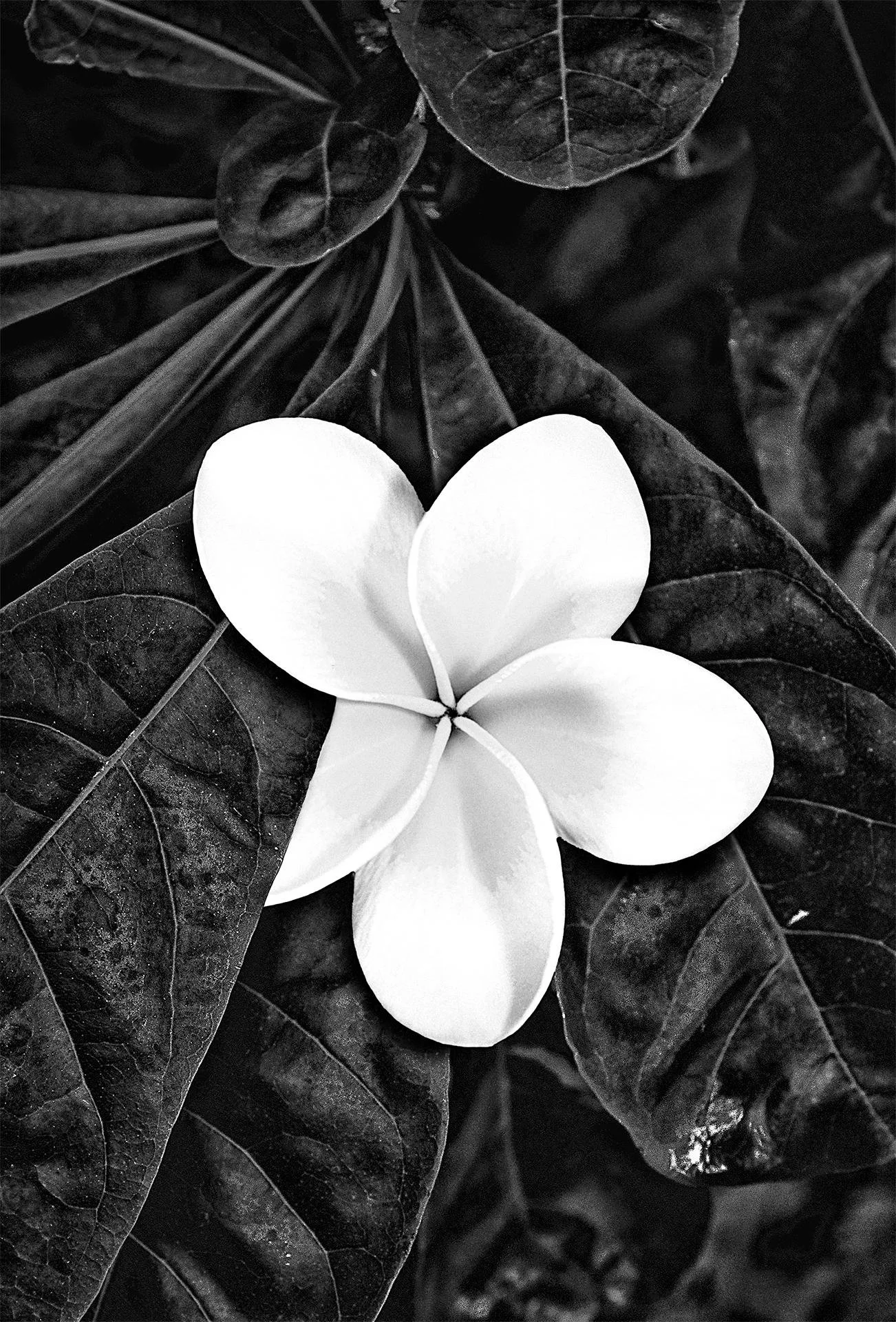 A black and white photo of a Hawaiian plumeria flower resting on dark leaves.