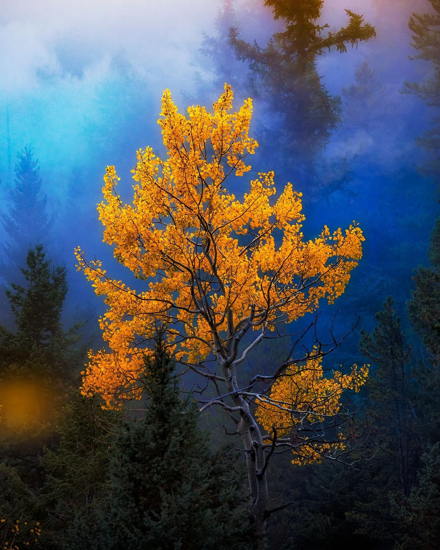 Aspen in Fog (Vertical)