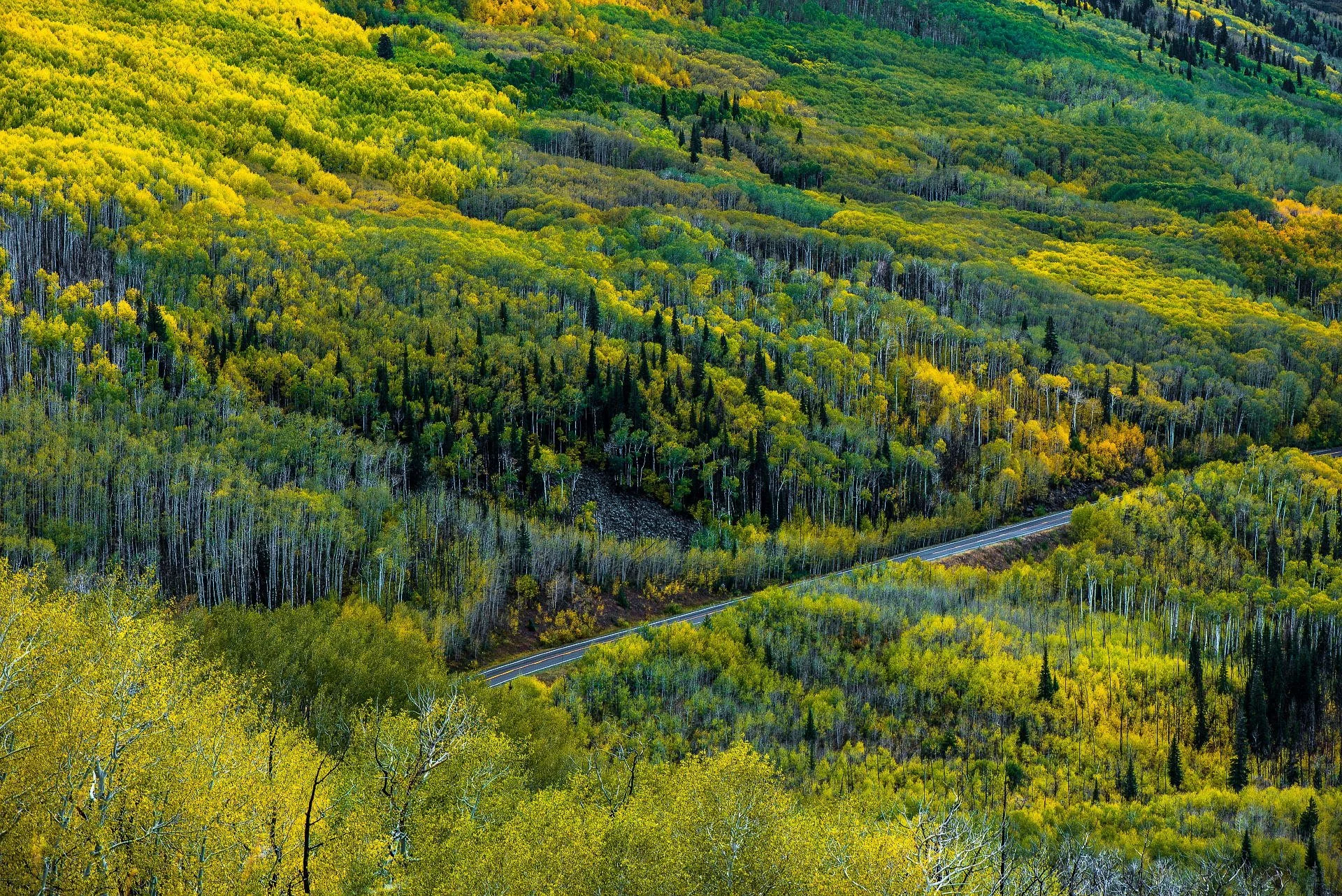 Aerial view of a lush green forest with a winding road cutting through the trees in a mountainous area.