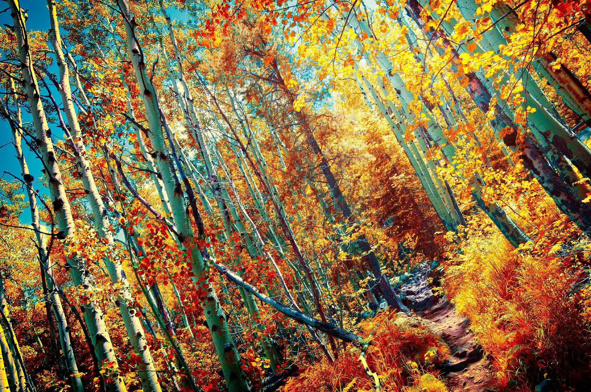 A colorful autumn forest with tall aspen trees with white bark, orange, yellow, and red leaves, and a narrow dirt trail winding through the scene.