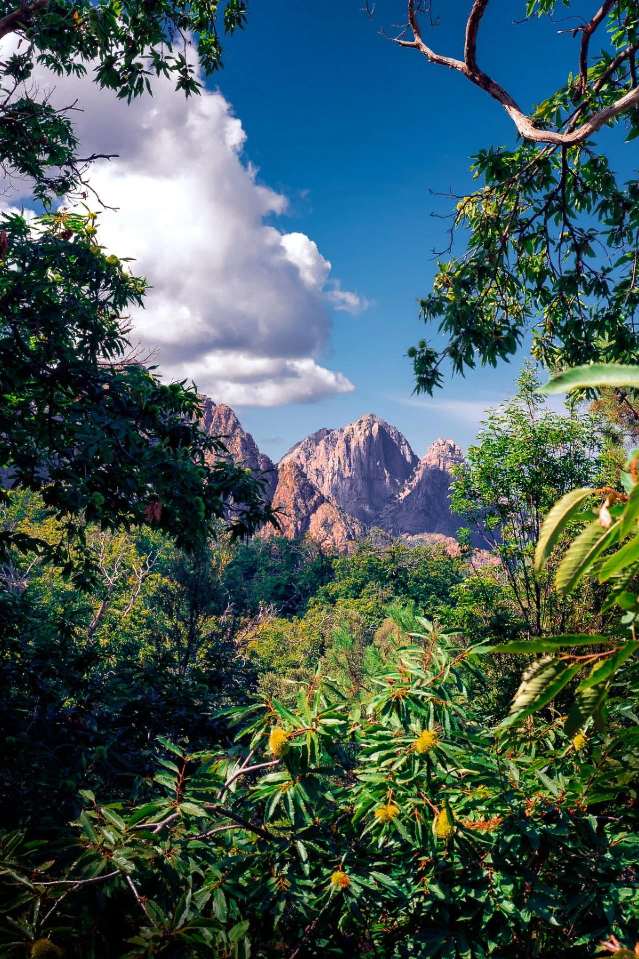 Mountain range seen through dense green jungle foliage with blue sky and white clouds above.