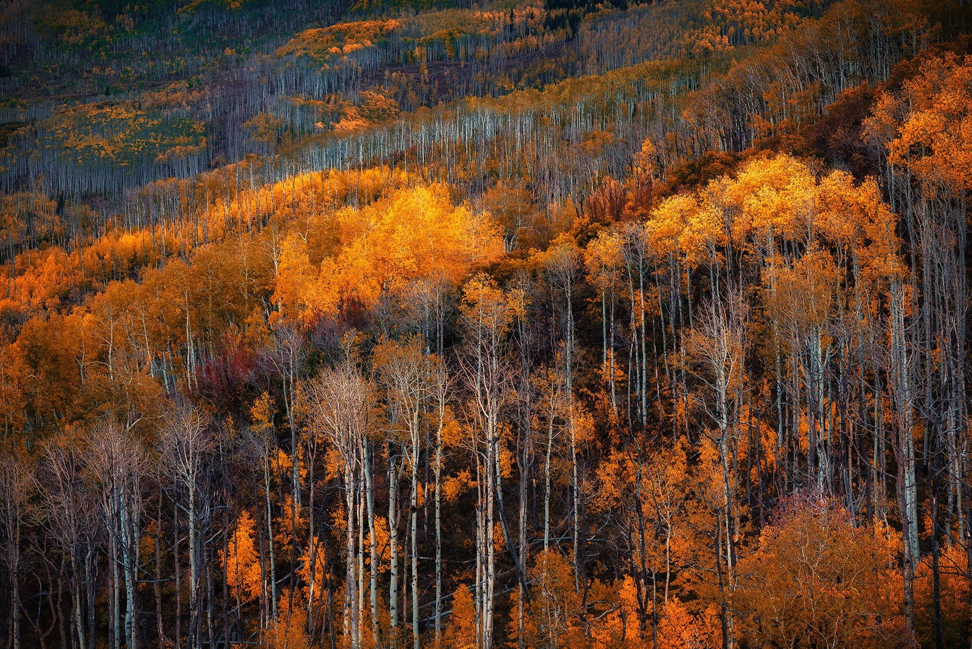 Autumn forest with orange and yellow leaves on the trees, some trees have lost their leaves, on a hillside.