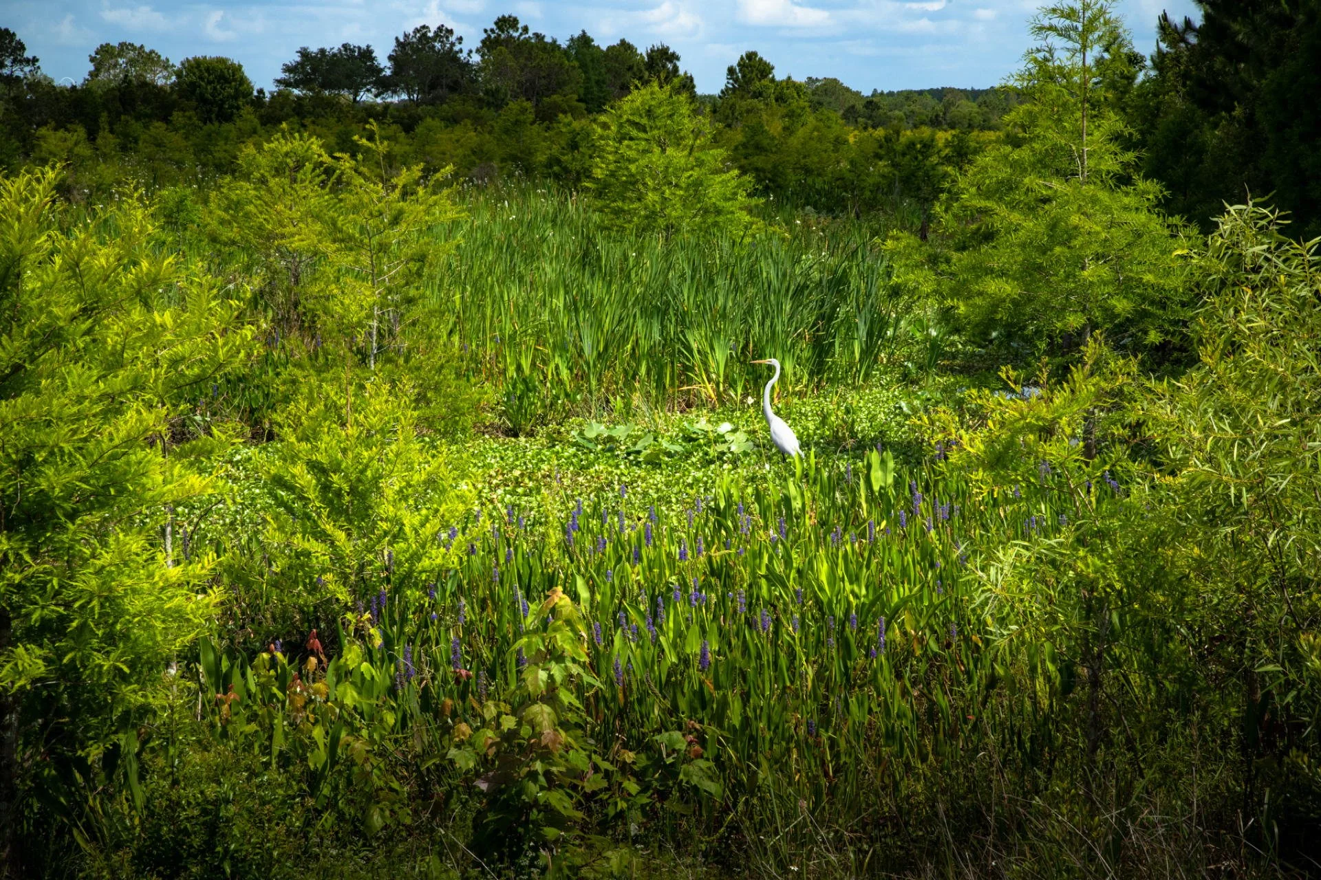 A lush green wetland with dense bushes and tall grasses, a white heron standing among purple wildflowers, and a background of trees under a blue sky.