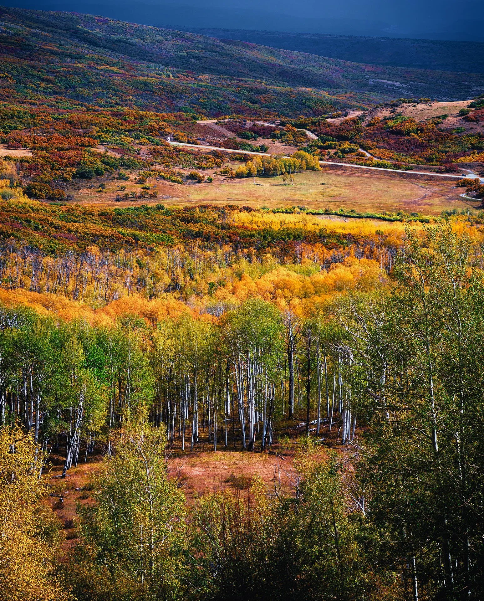 A colorful landscape of autumn trees on a hillside with a winding road in the distance.
