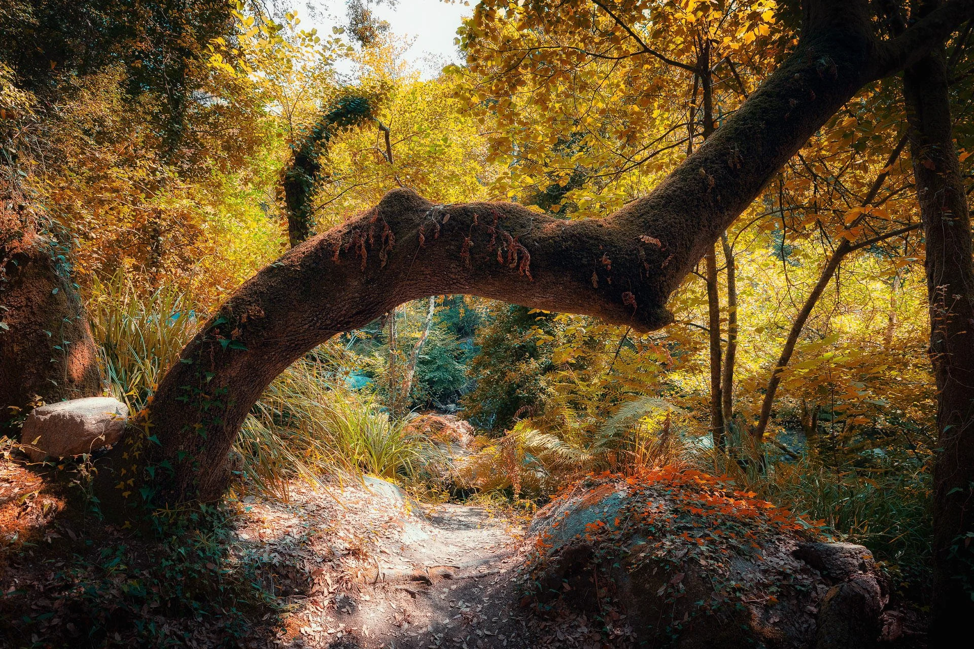 A forest trail with an arching tree trunk forming a natural bridge over the path, surrounded by autumn foliage in shades of green, yellow, and orange.