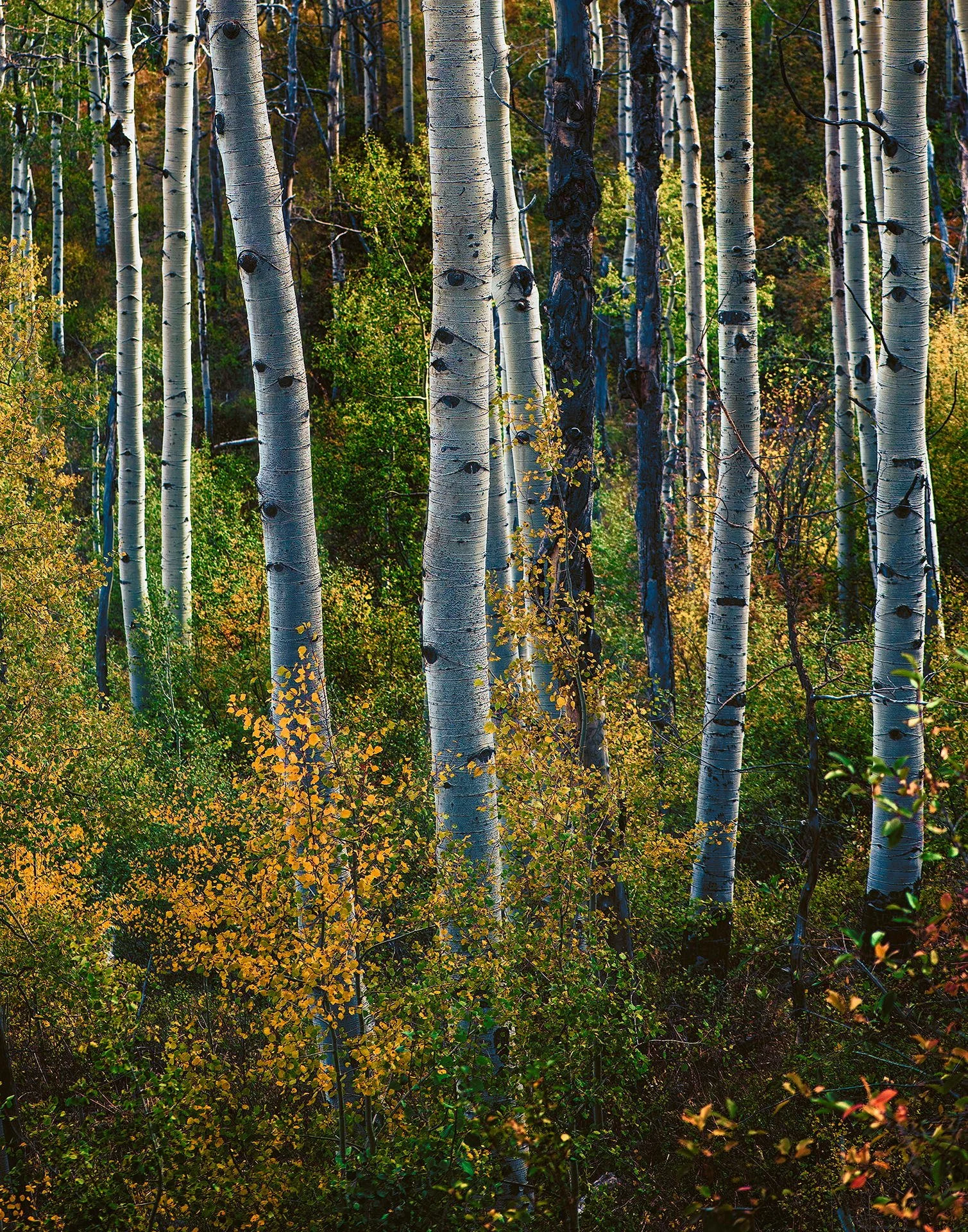 A dense forest of tall aspen trees with white bark and black knots, surrounded by green and yellow foliage.