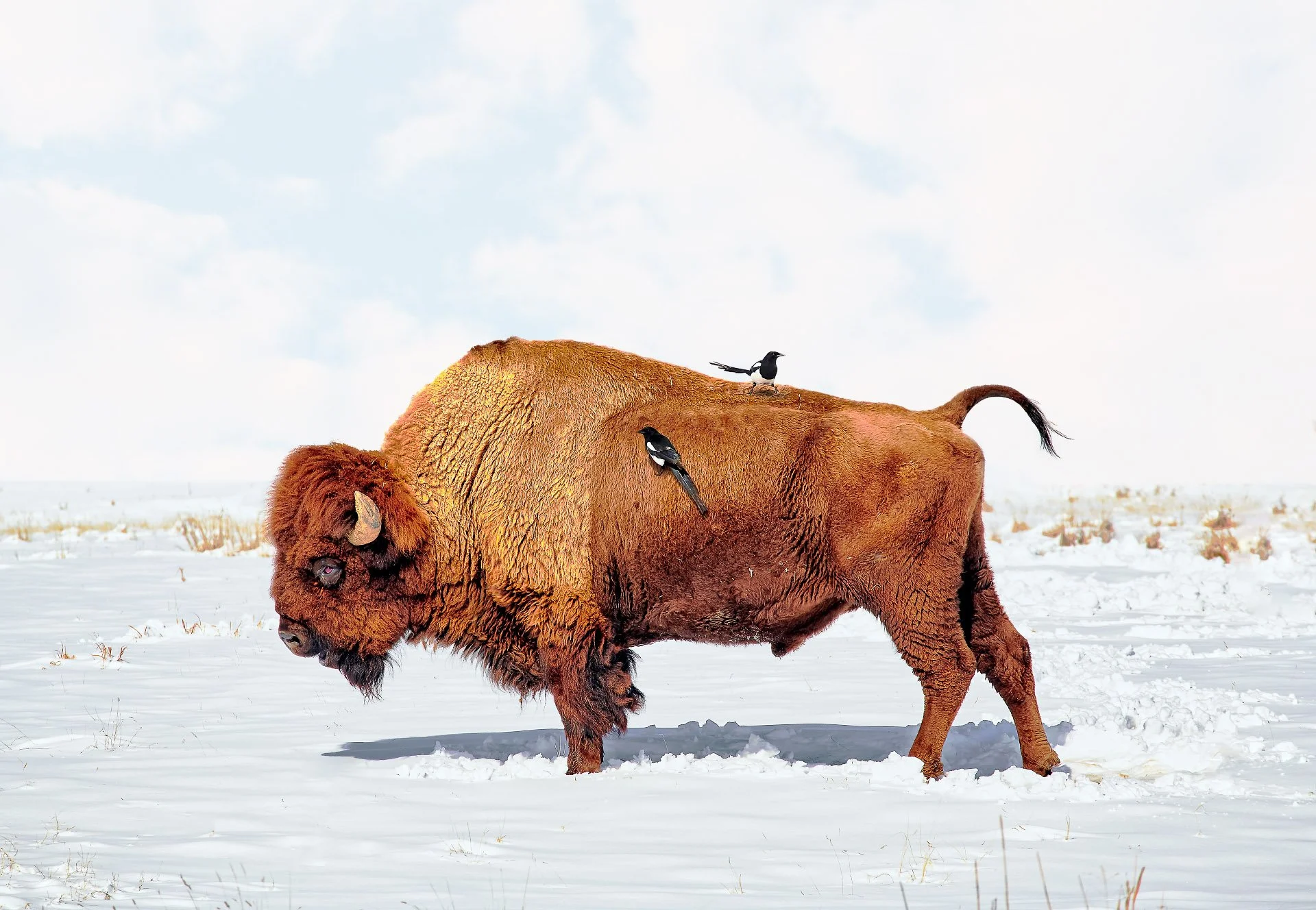A bison standing in a snow-covered plain with two birds perched on its back and side.