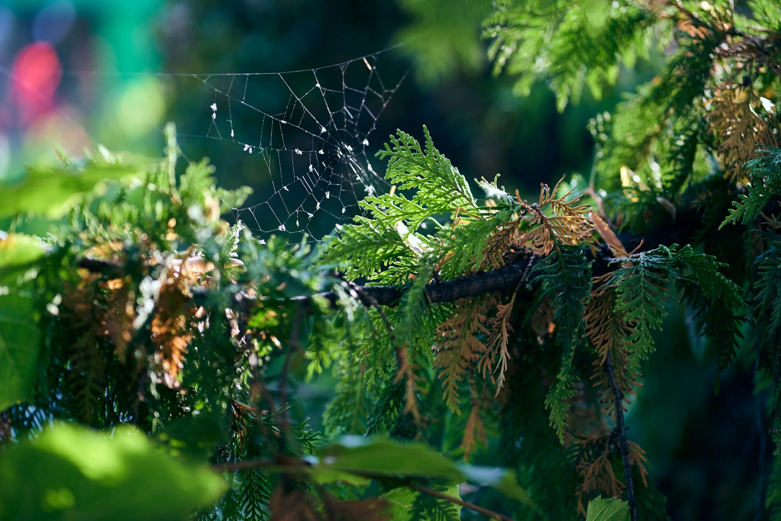 Close-up of green leafy branches with a spider web in a forest setting