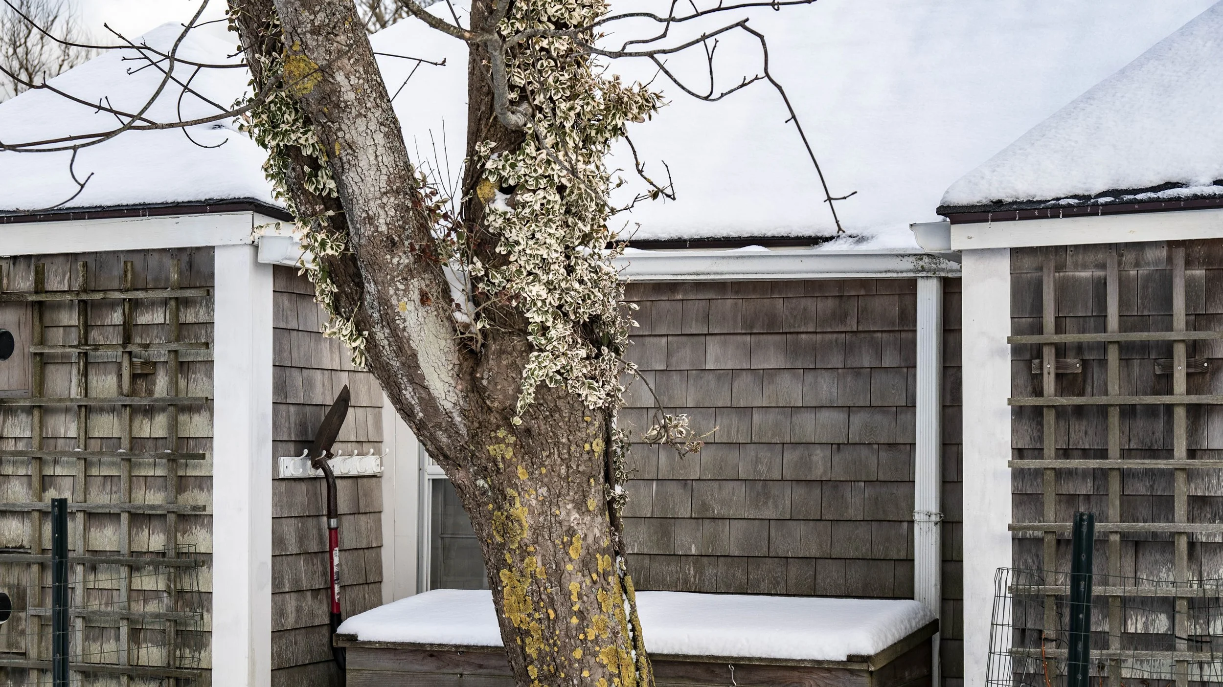 A tree in front of a wooden shed with snow on the ground and roof, and gardening tools leaning against the shed.
