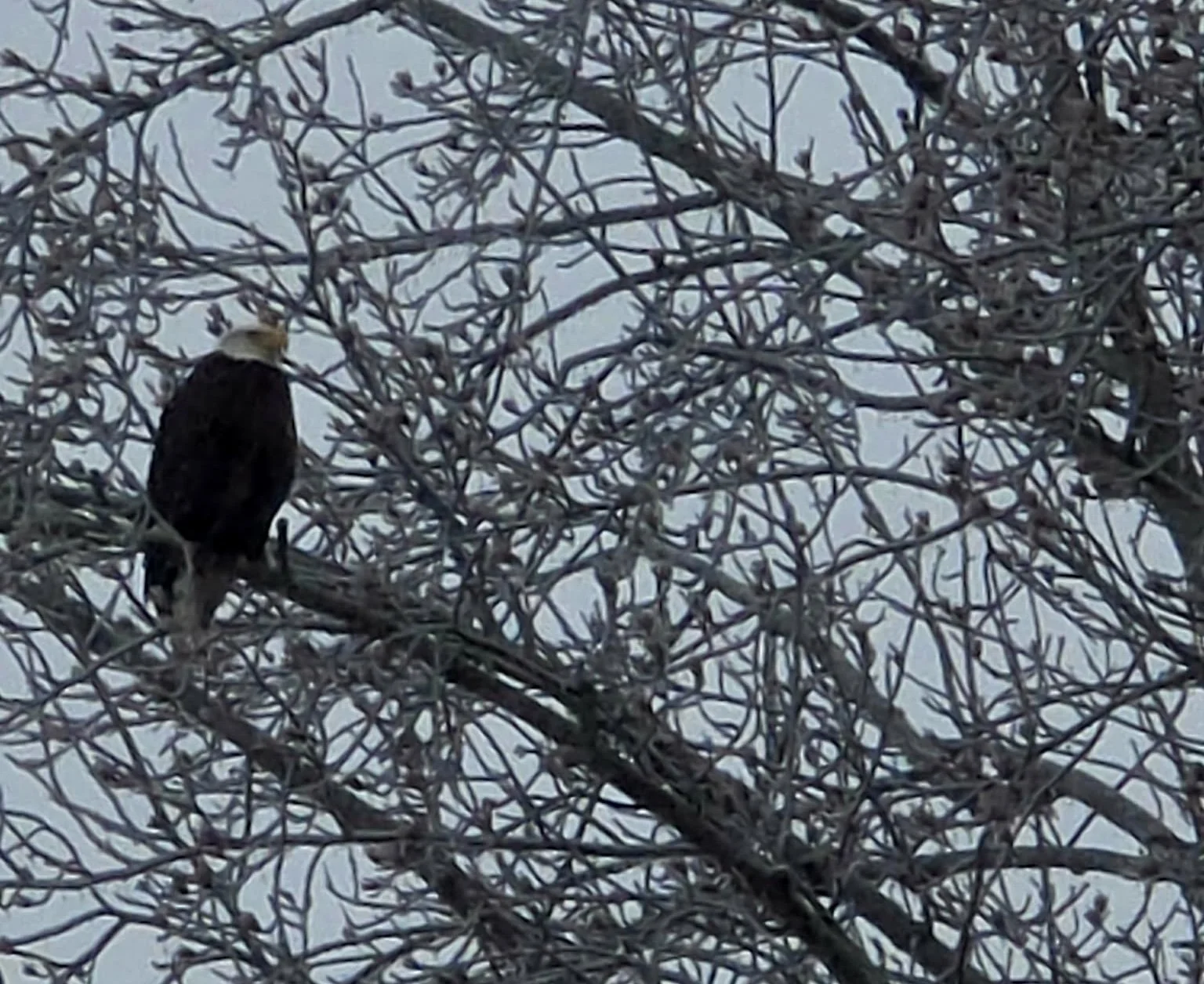 DES: More Than 13,000 Without Power After Winter Storm Fern; Outage Restorations Expected to Take Multiple Days