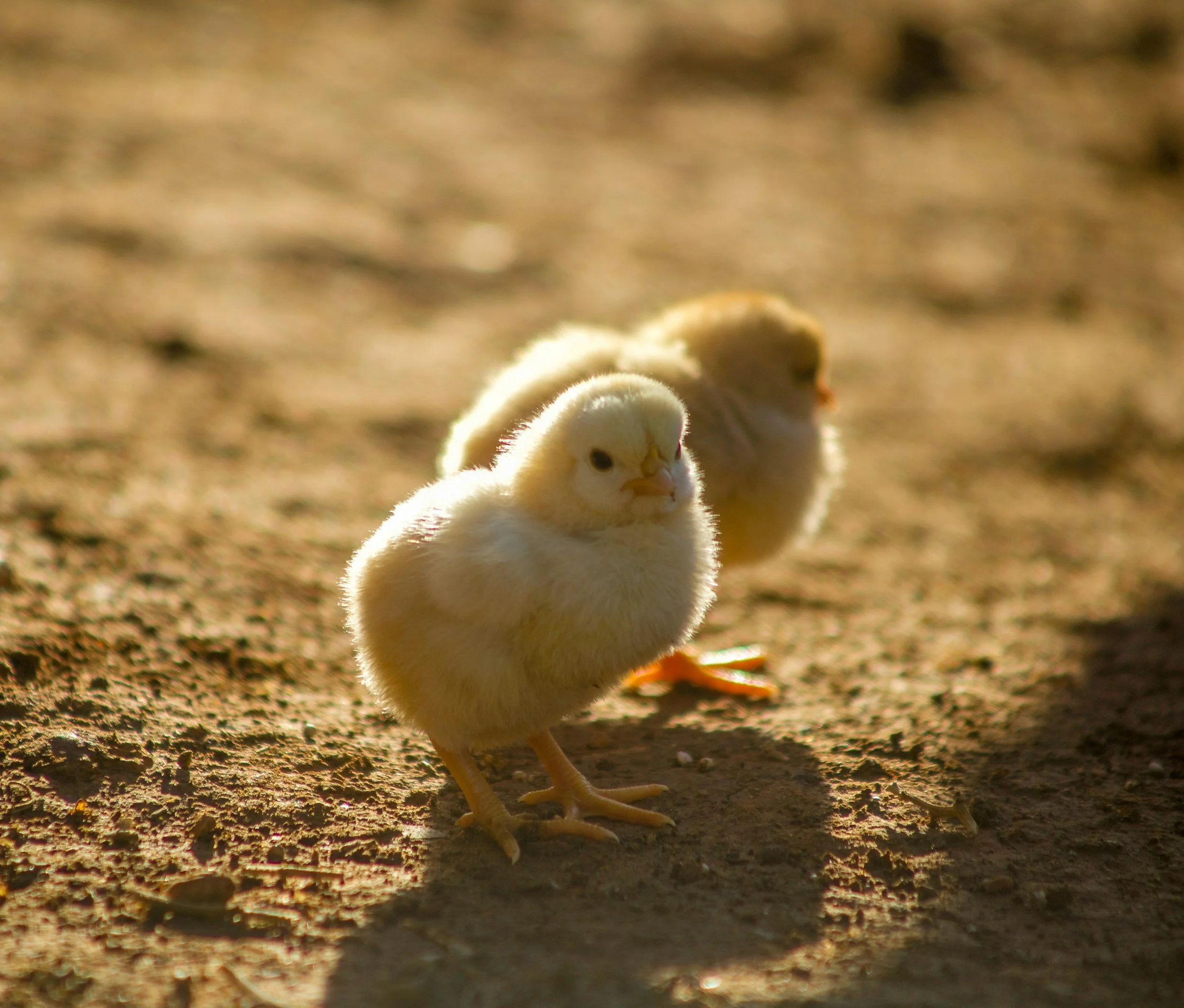 Three small yellow chicks standing on dirt ground in sunlight.